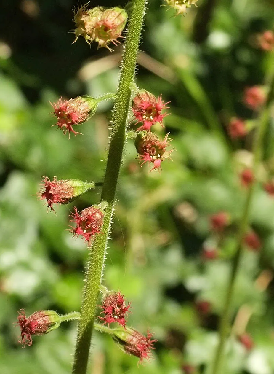 Fringe Cups (Tellima Grandiflora) — blooming from late spring to early summer; these blooms also attract beneficial pollinators, image 55