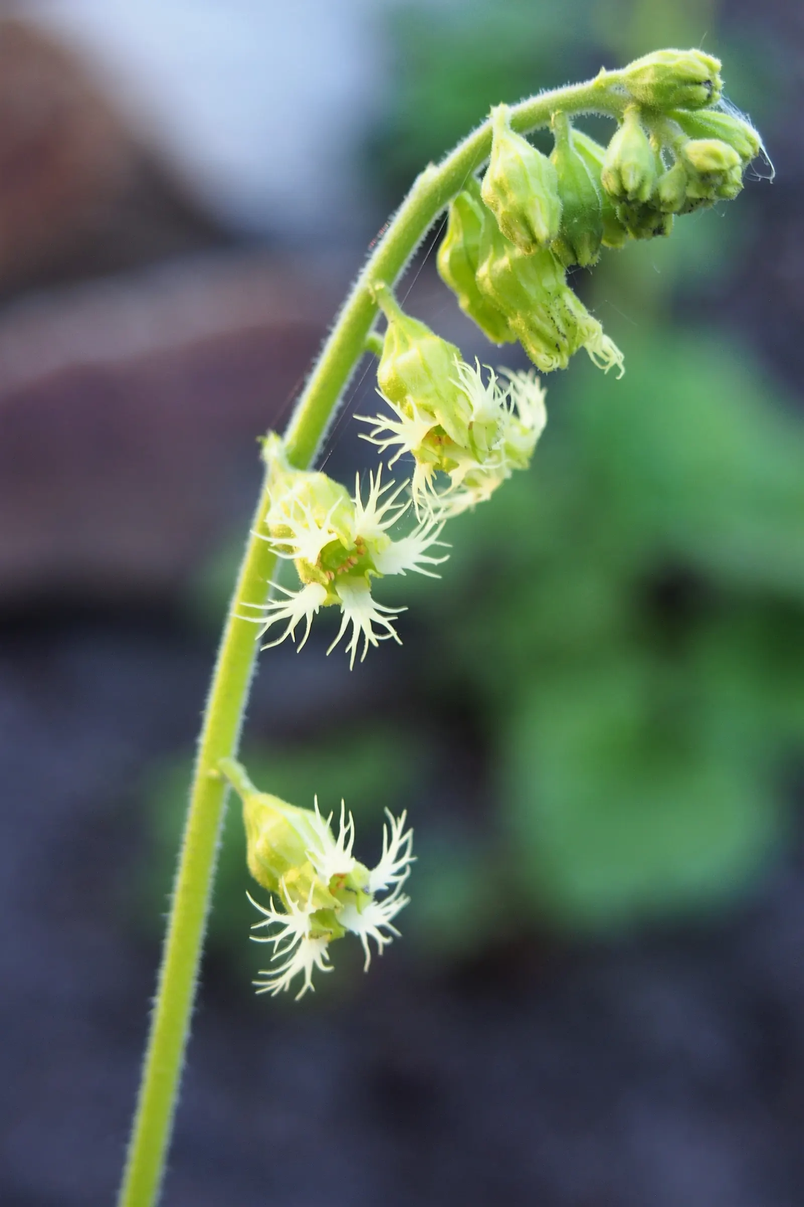 Fringe Cups (Tellima Grandiflora) — ranging from white to pink; it thrives in USDA zones 4-9, preferring moist, well-drained soil in partial to full shade