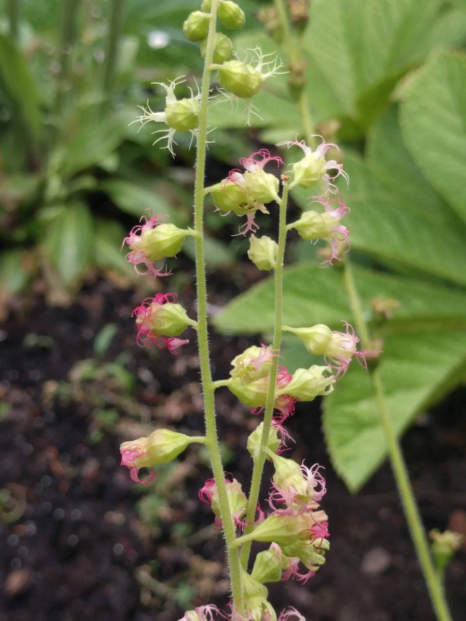 Fringe Cups (Tellima Grandiflora) — The foliage presents a basal rosette of heart-shaped leaves; consider pairing Tellima grandiflora with ferns or, image 63
