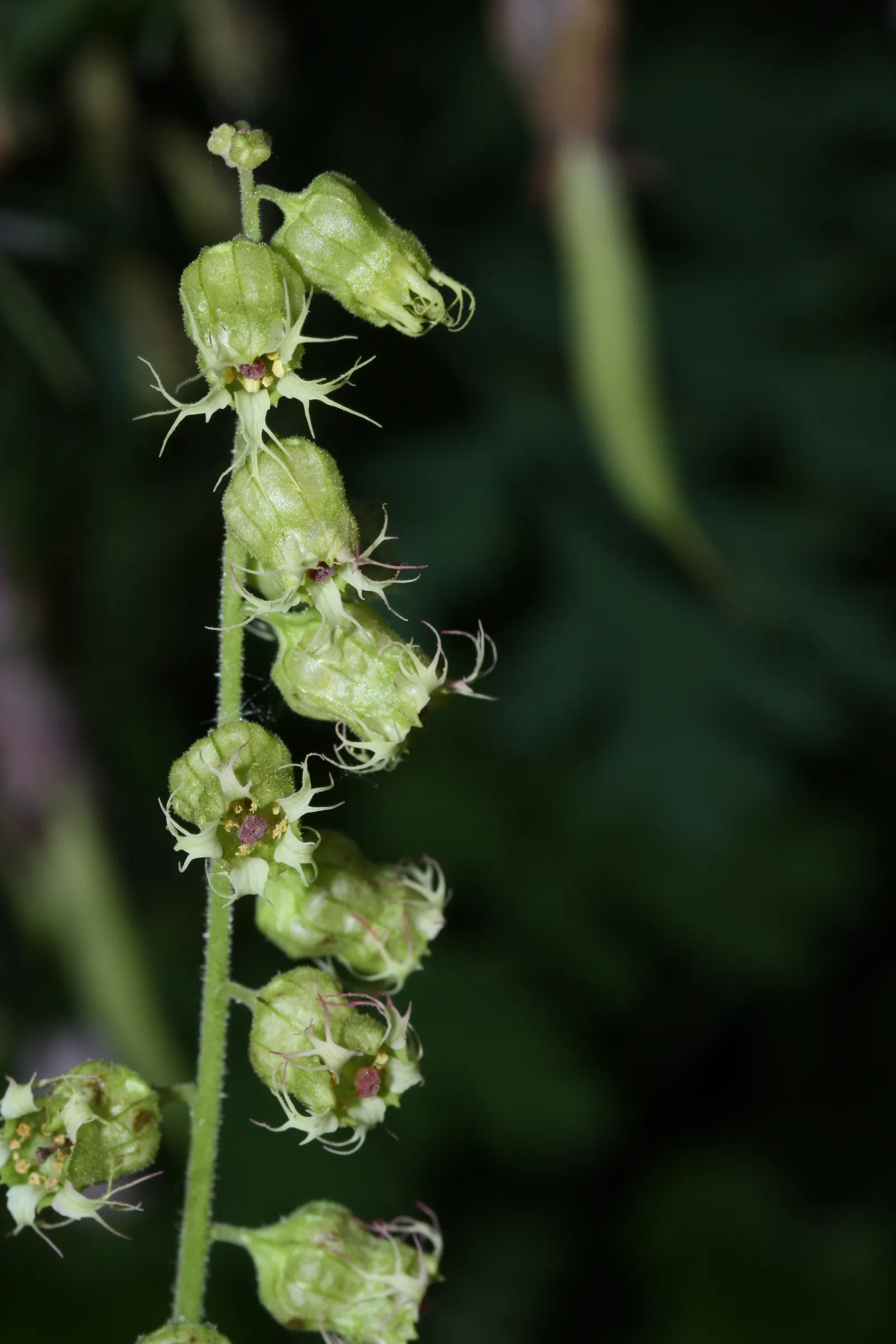Fringe Cups (Tellima Grandiflora) — making it a versatile addition to your garden palette; fringe Cups features flower stalks that rise above the, image 62