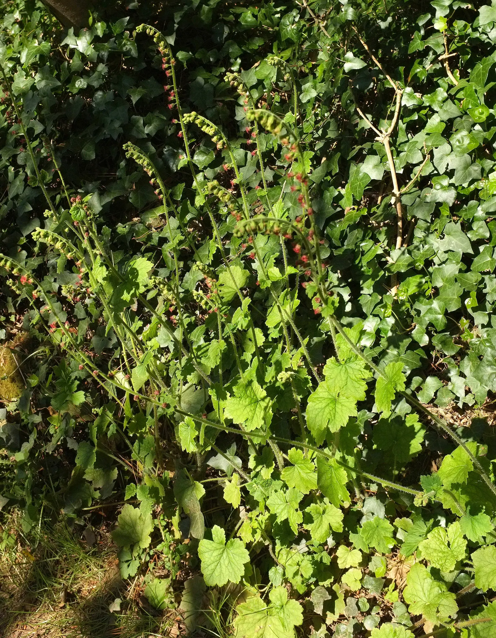 Fringe Cups (Tellima Grandiflora) — mounded greenery accentuated by delicate ethereal blooms; fringe Cups is an excellent choice for understory, image 59
