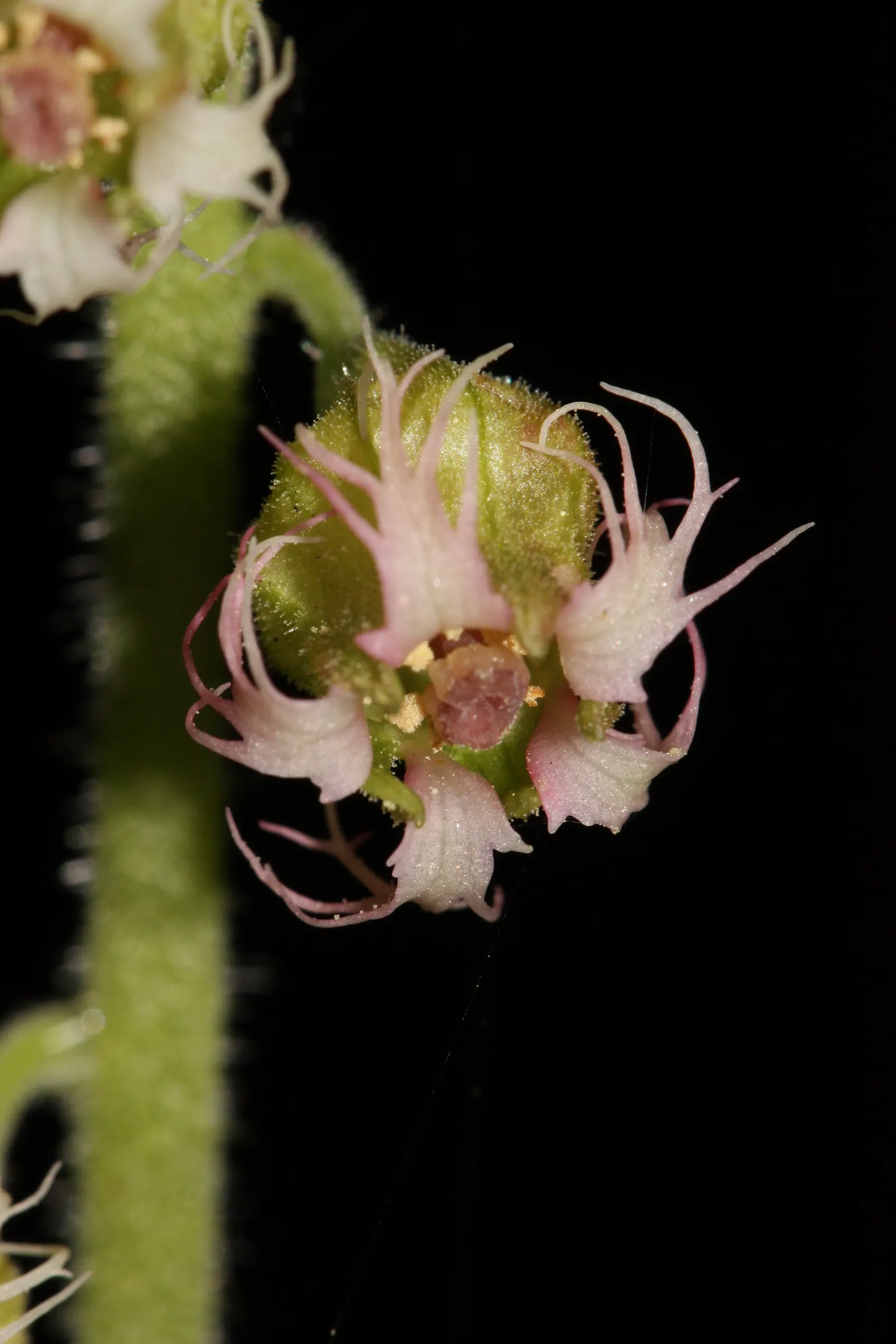 Fringe Cups (Tellima Grandiflora) — ranging from white to pink