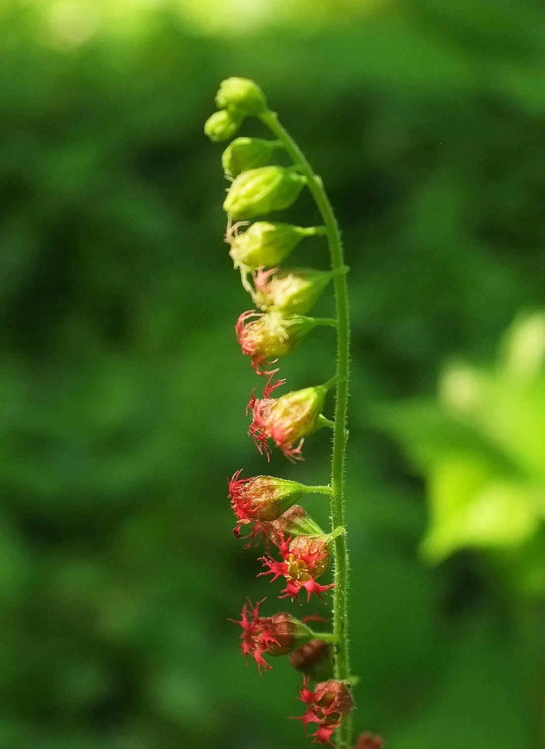 Fringe Cups (Tellima Grandiflora) — consider pairing Tellima grandiflora with ferns or hostas for a harmonious shade garden composition; with moderate