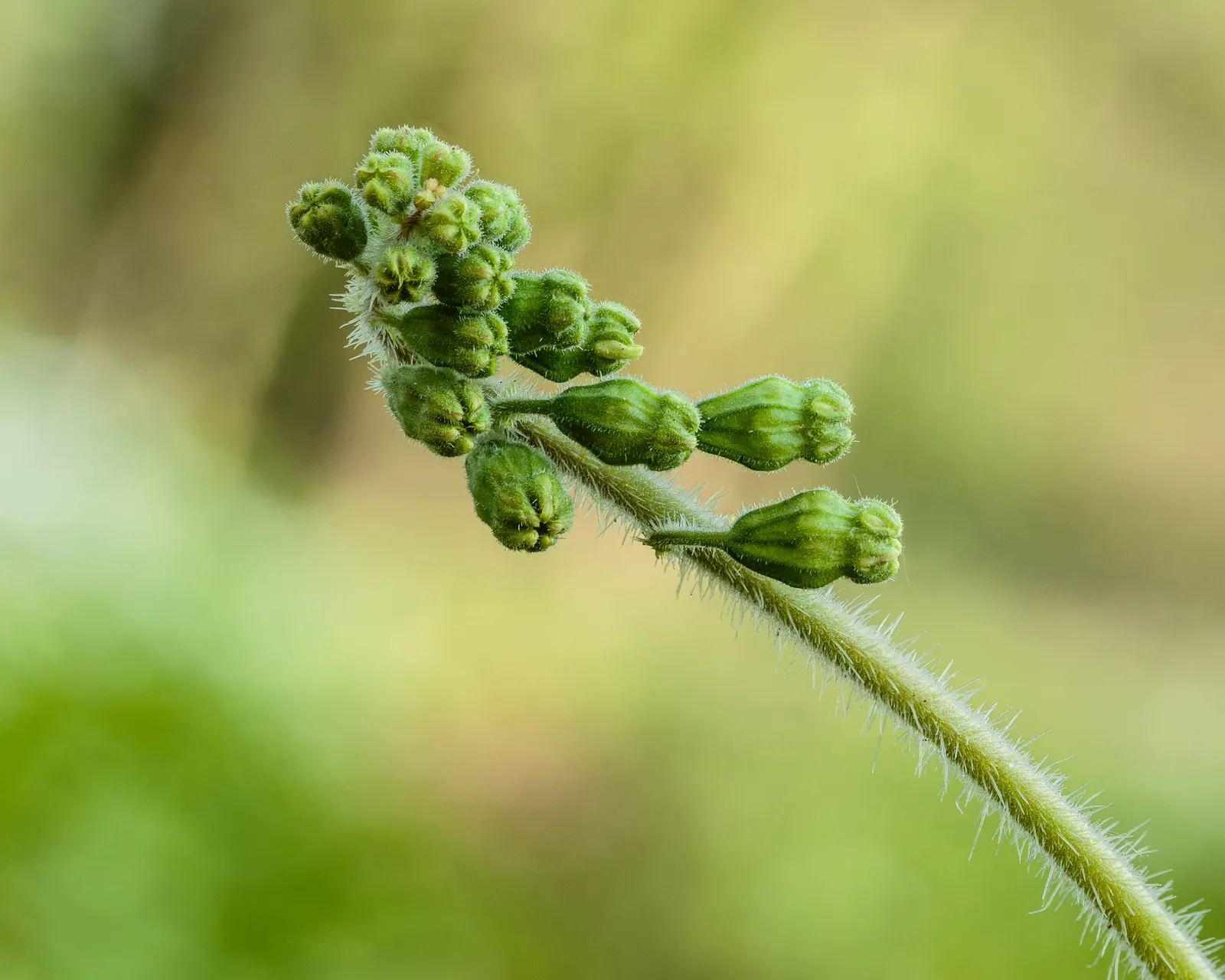 Fringe Cups (Tellima Grandiflora) — This hardy plant reaches 1-3 feet in height and spreads up to 1 foot, offering a lush, groundcover effect, image 56