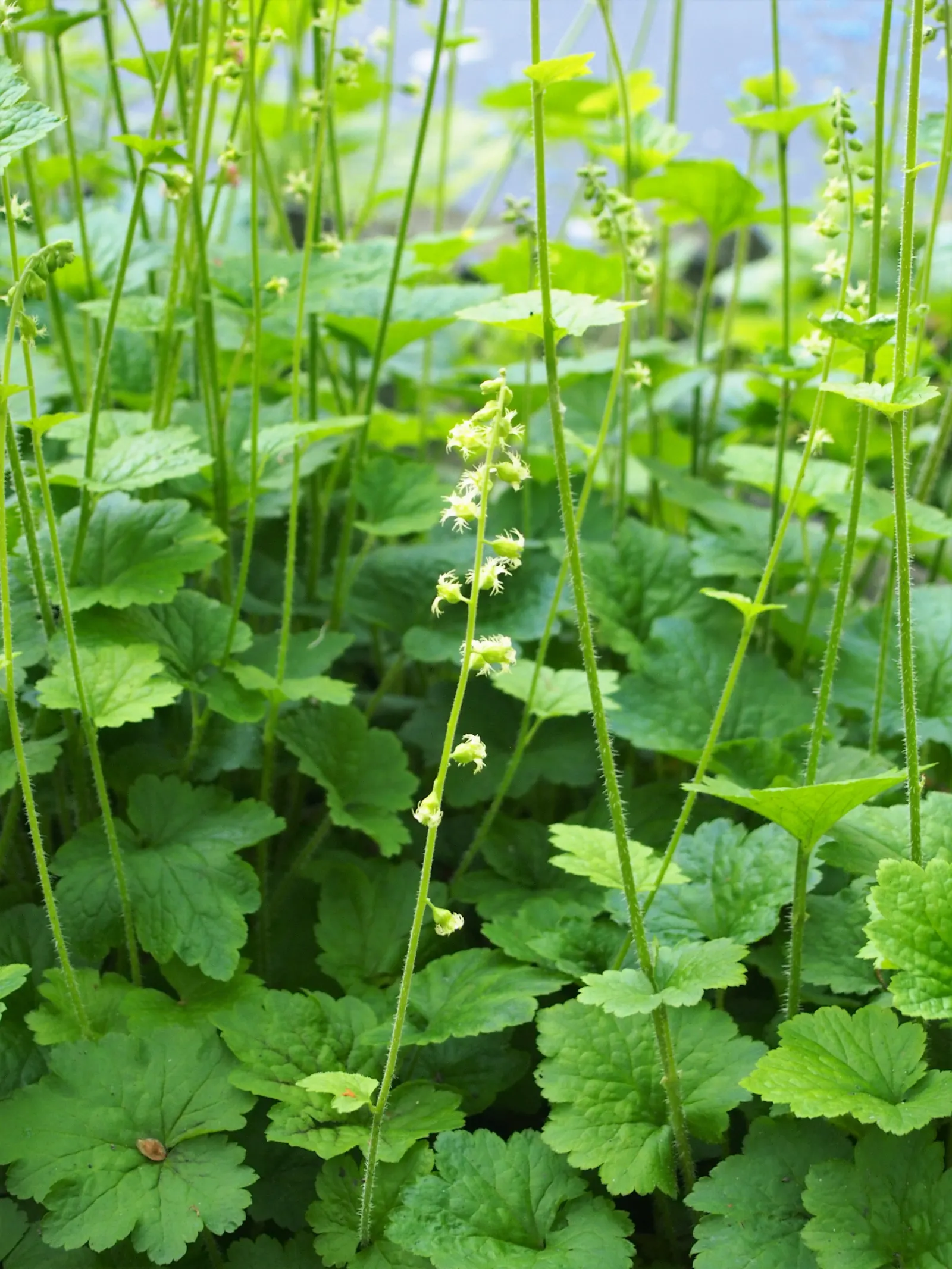 Fringe Cups (Tellima Grandiflora) — blooming from late spring to early summer