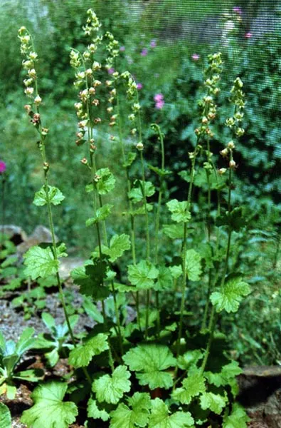 Fringe Cups (Tellima Grandiflora) — fringed flowers in delicate cream to pale green hues