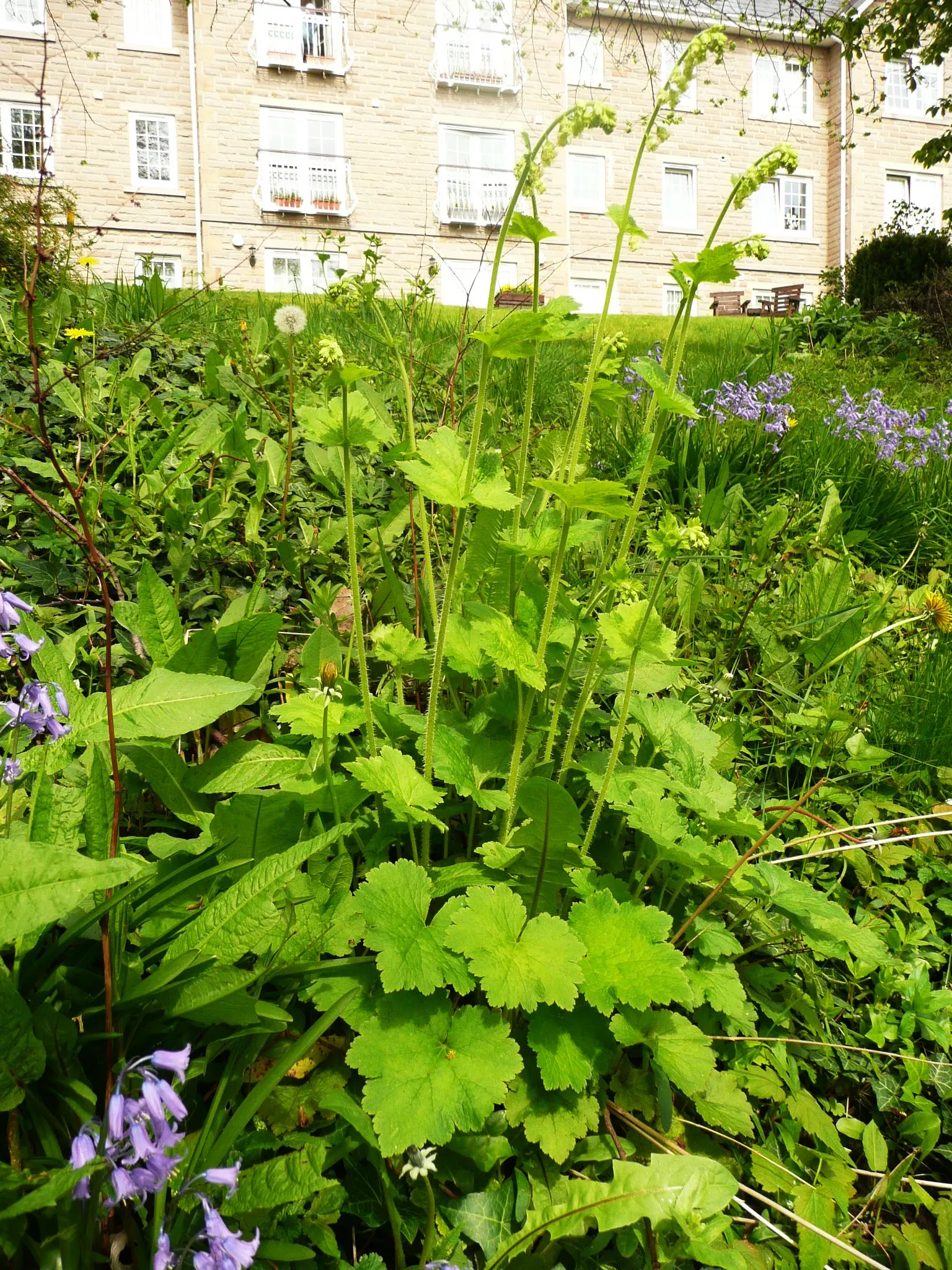 Fringe Cups (Tellima Grandiflora) — green and pink flowers in the garden; it thrives in USDA hardiness zones 3 to 9