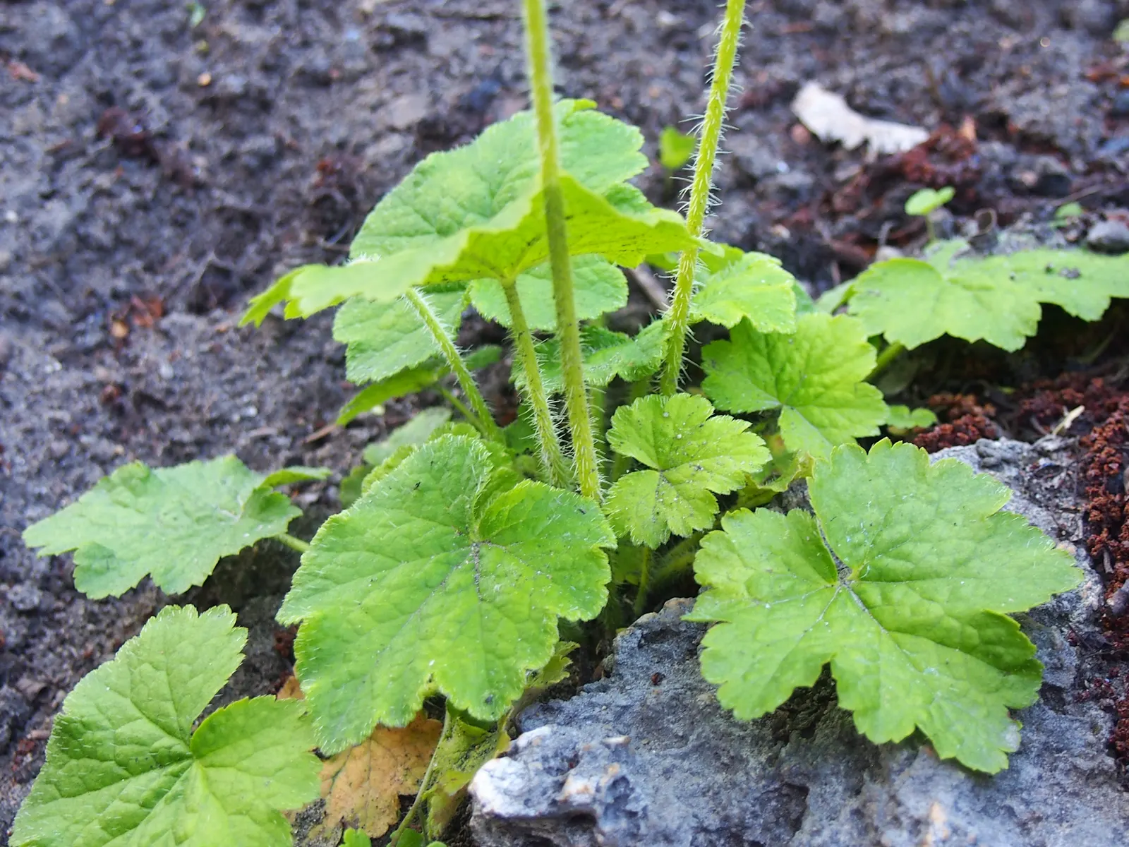 Fringe Cups (Tellima Grandiflora) — ground cover / perennial with green and pink blooms