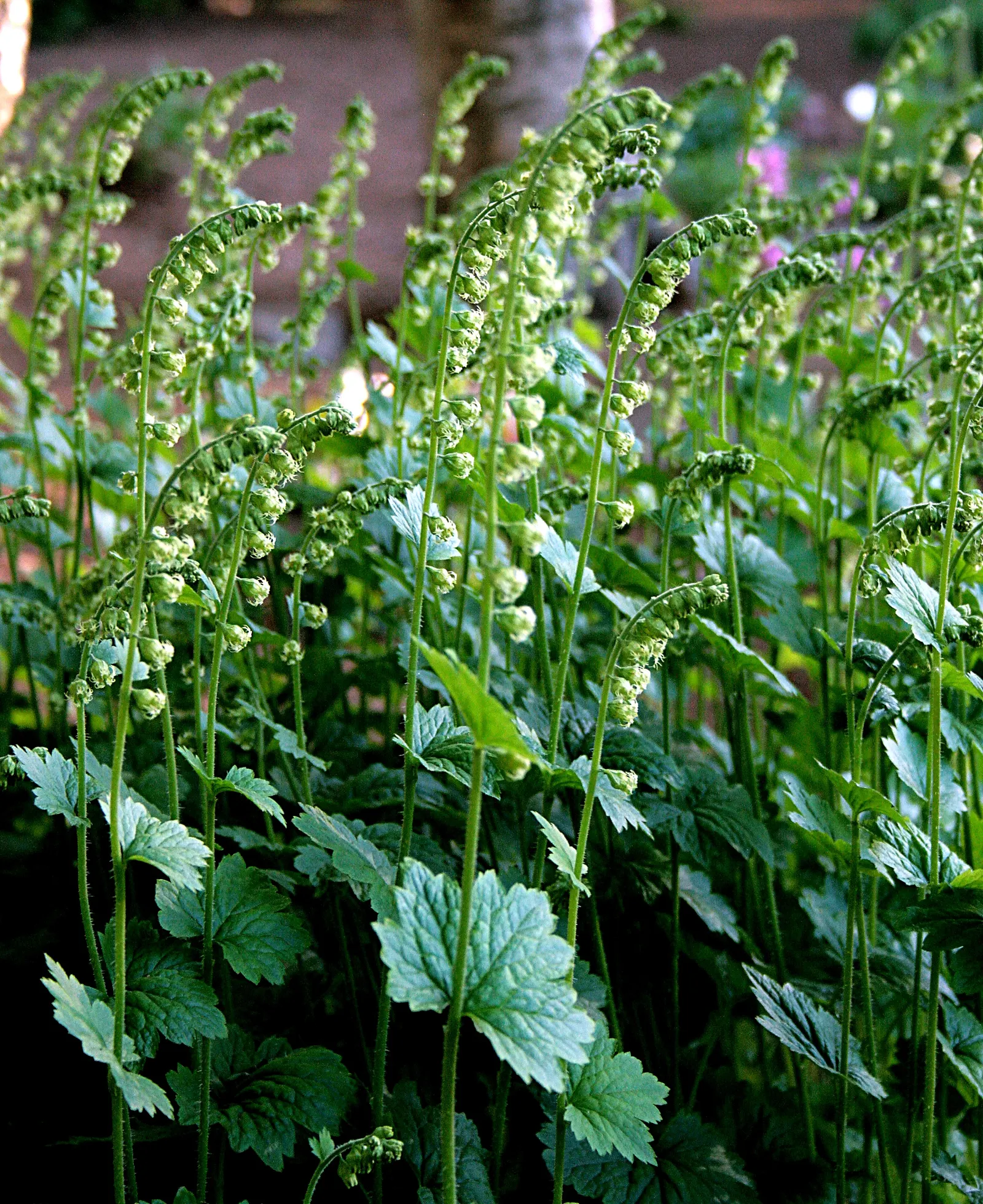 Fringe Cups (Tellima Grandiflora) — green and pink flowers in the garden