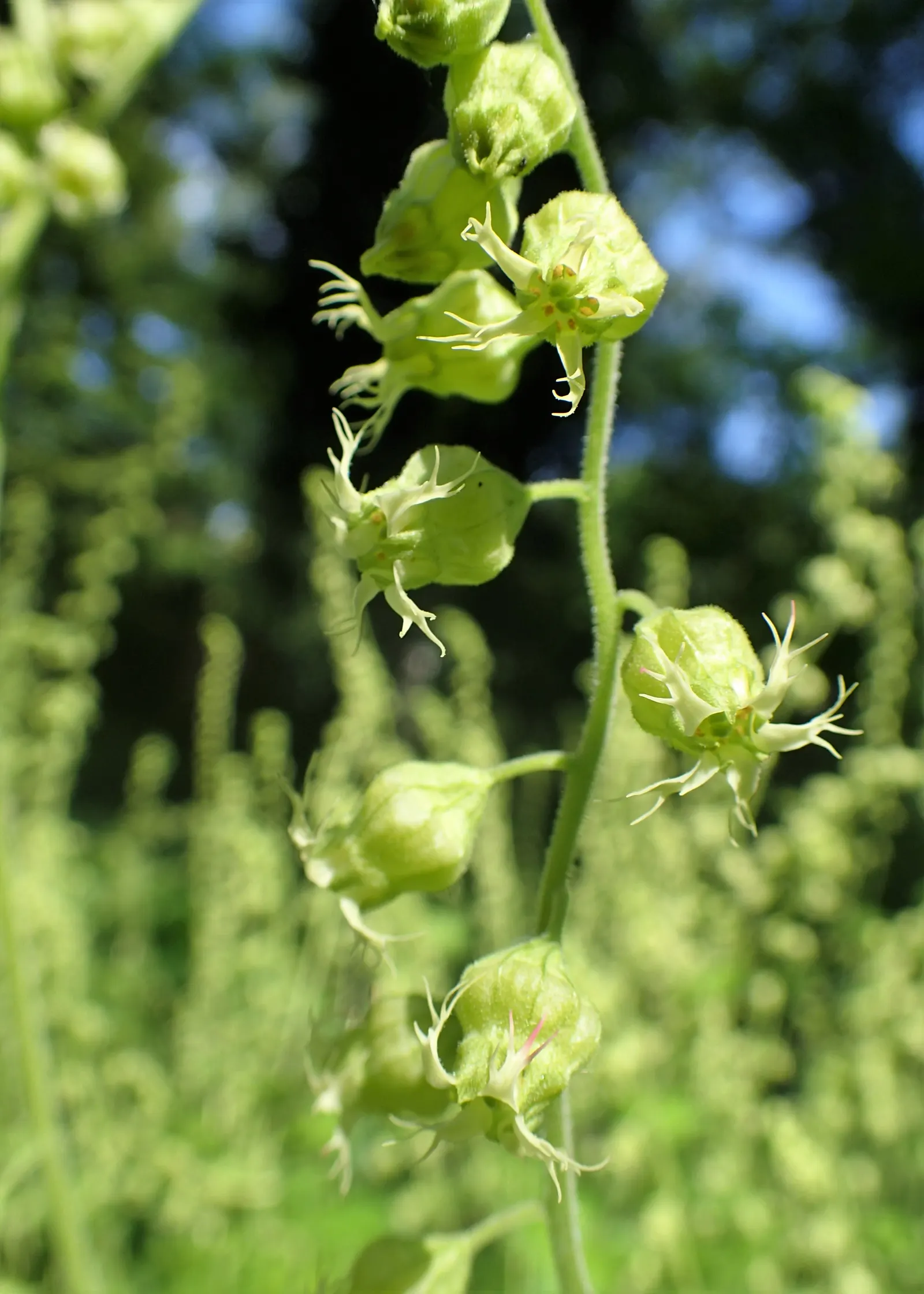 Fringe Cups (Tellima Grandiflora) — each measuring approximately 3 to 6 inches in length