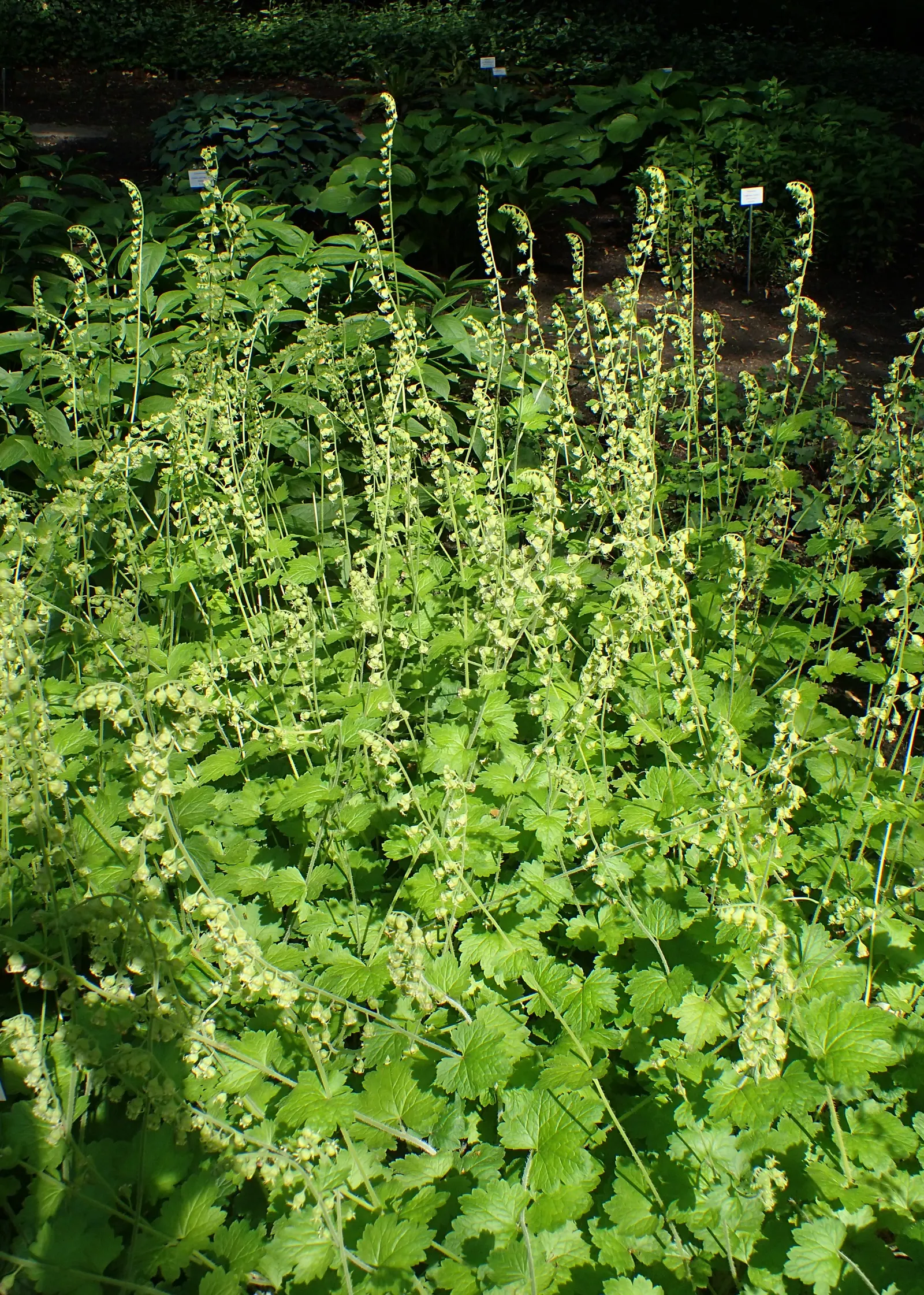 Fringe Cups (Tellima Grandiflora) — These blooms also attract beneficial pollinators; to your garden.<br><br>Preferring partially shaded spots with, image 70