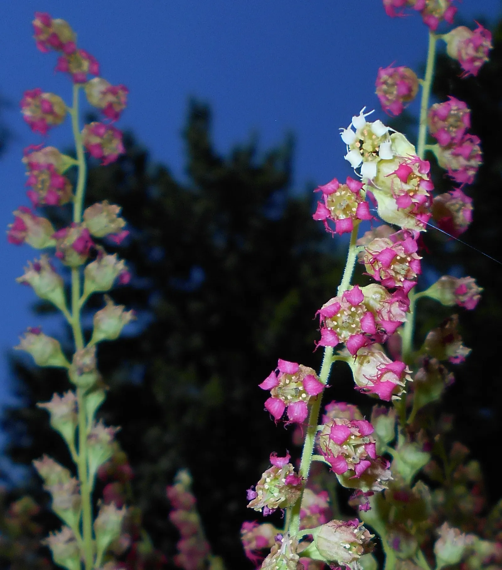 Fringe Cups (Tellima Grandiflora) — mounded greenery accentuated by delicate ethereal blooms; fringe Cups is an excellent choice for understory plantings