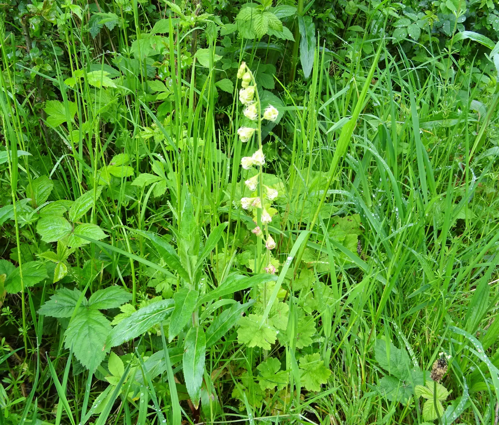 Fringe Cups (Tellima Grandiflora) — commonly known as Fringe Cups; with a texture reminiscent of its relative, image 58