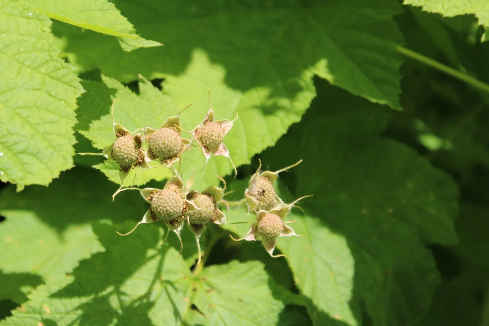 Fringe Cups (Tellima Grandiflora) — Tellima grandiflora, commonly called Fringe Cups, is a shade-loving perennial native to the western US; this, image 53