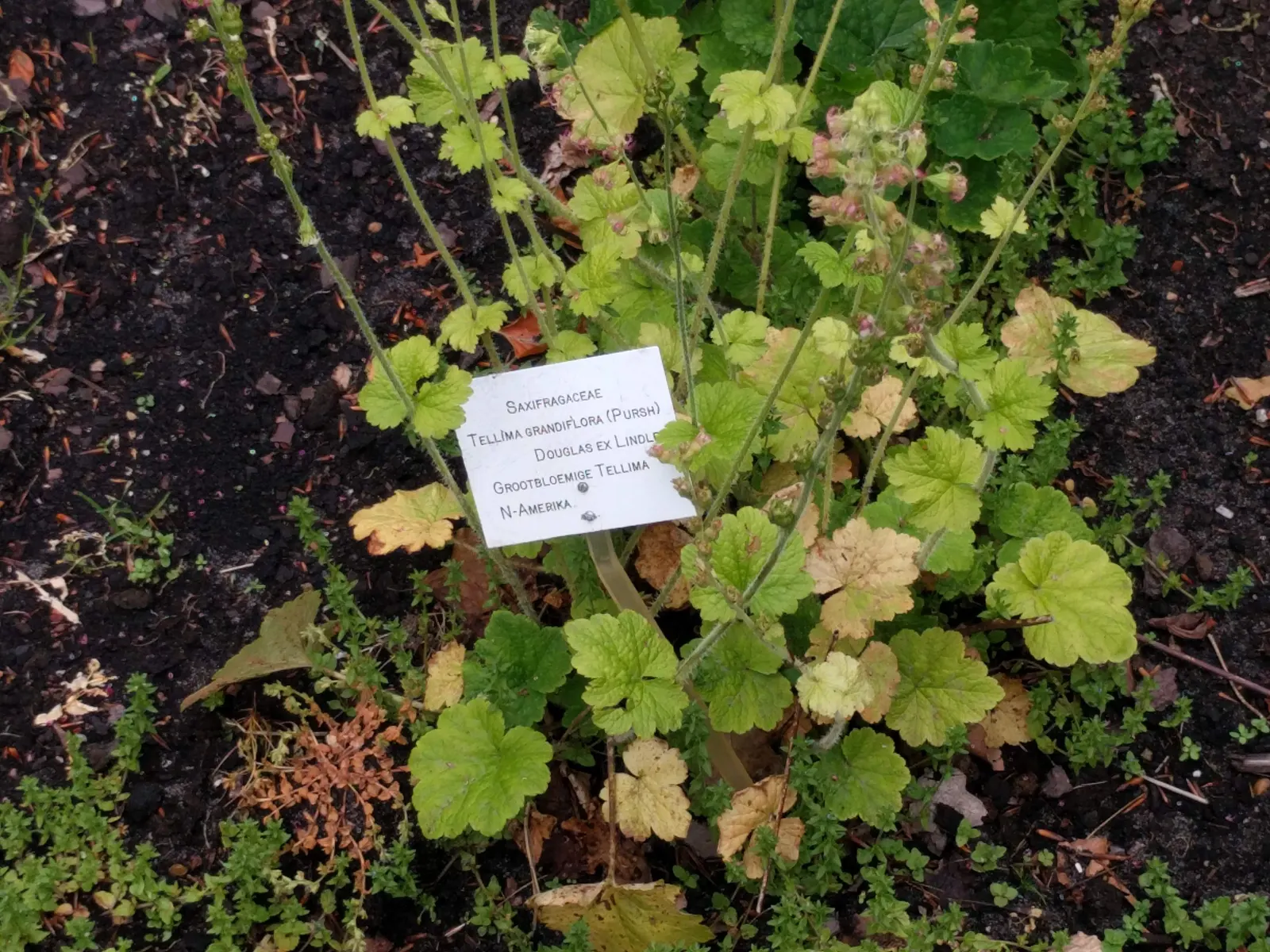 Fringe Cups (Tellima Grandiflora) — making it a versatile addition to your garden palette; fringe Cups features flower stalks that rise above the foliage to a