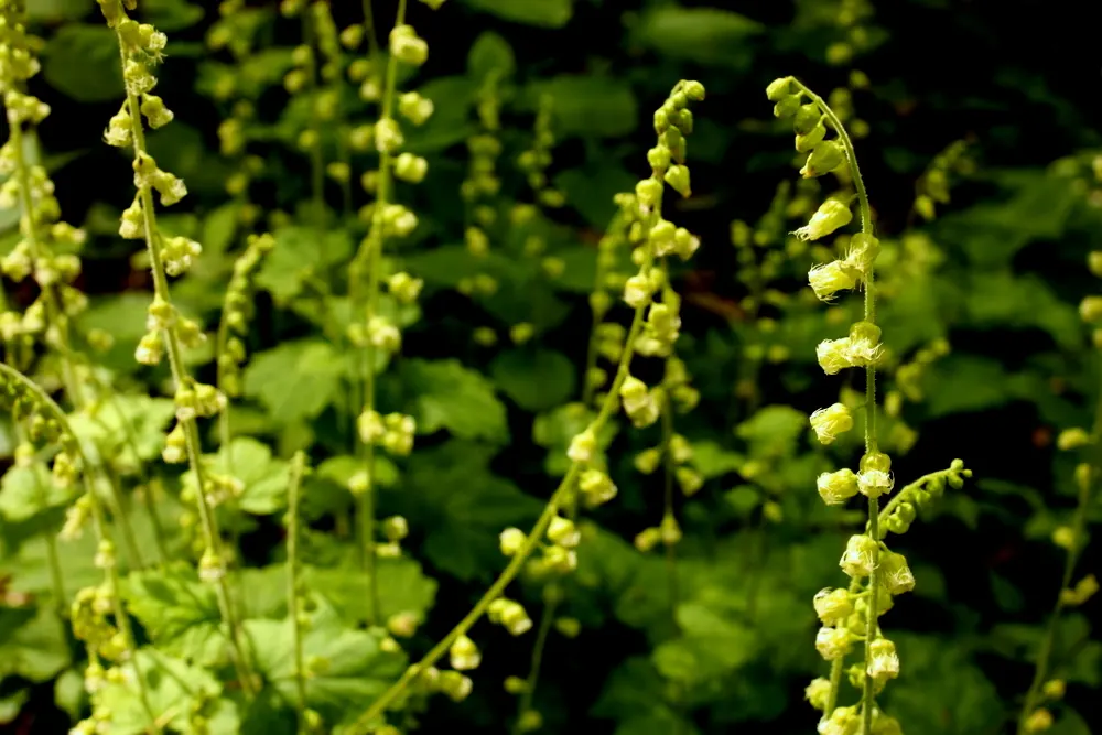 Fringe Cups (Tellima Grandiflora) — The foliage presents a basal rosette of heart-shaped leaves