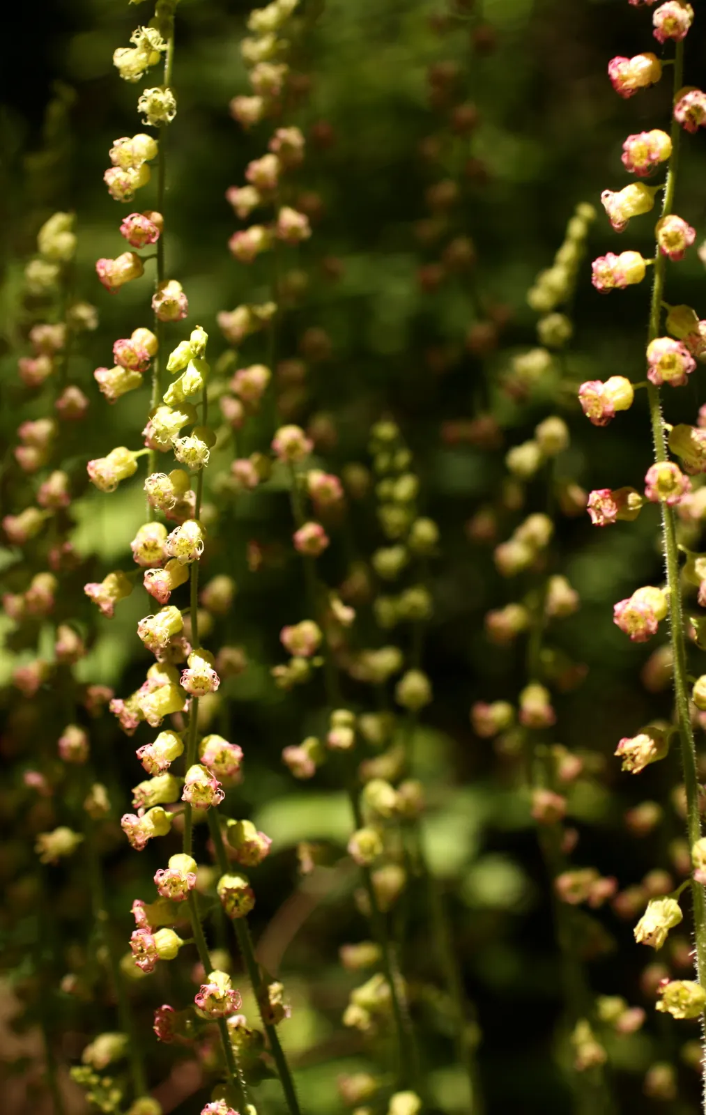 Fringe Cups (Tellima Grandiflora) — with a texture reminiscent of its relative; making it a versatile addition to your garden palette, image 65