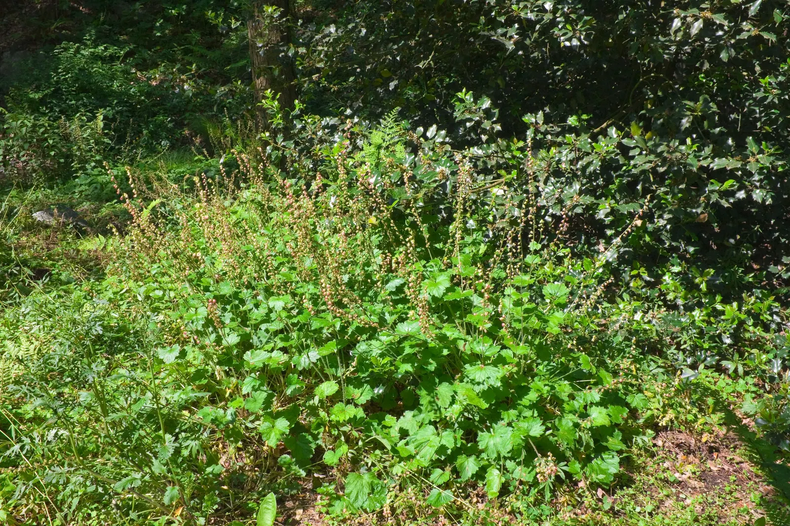 Fringe Cups (Tellima Grandiflora) — With moderate moisture, it will spread slowly, forming unobtrusive colonies