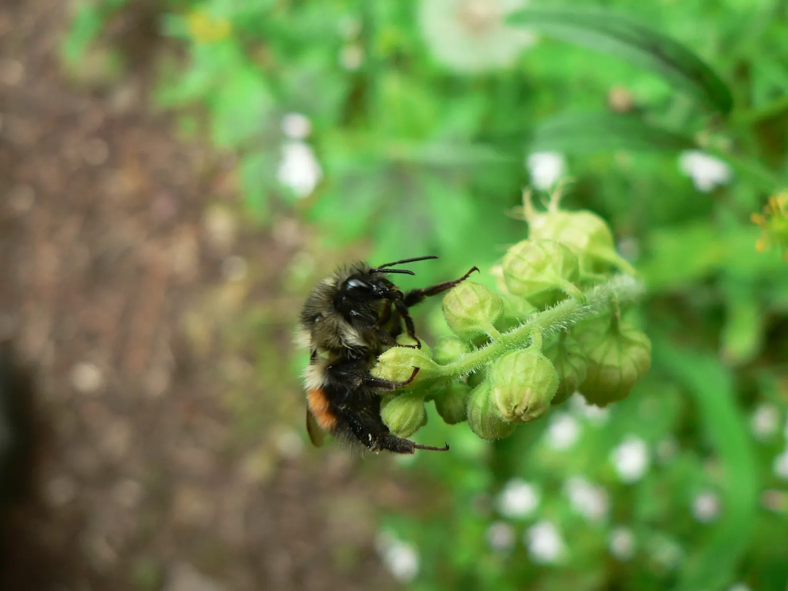 Fringe Cups (Tellima Grandiflora) — commonly known as Fringe Cups