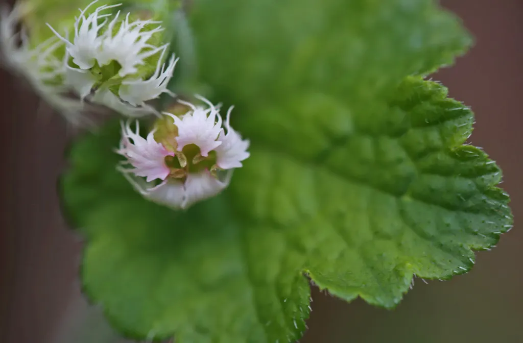 Fringe Cups (Tellima Grandiflora) — mounded greenery accentuated by delicate ethereal blooms