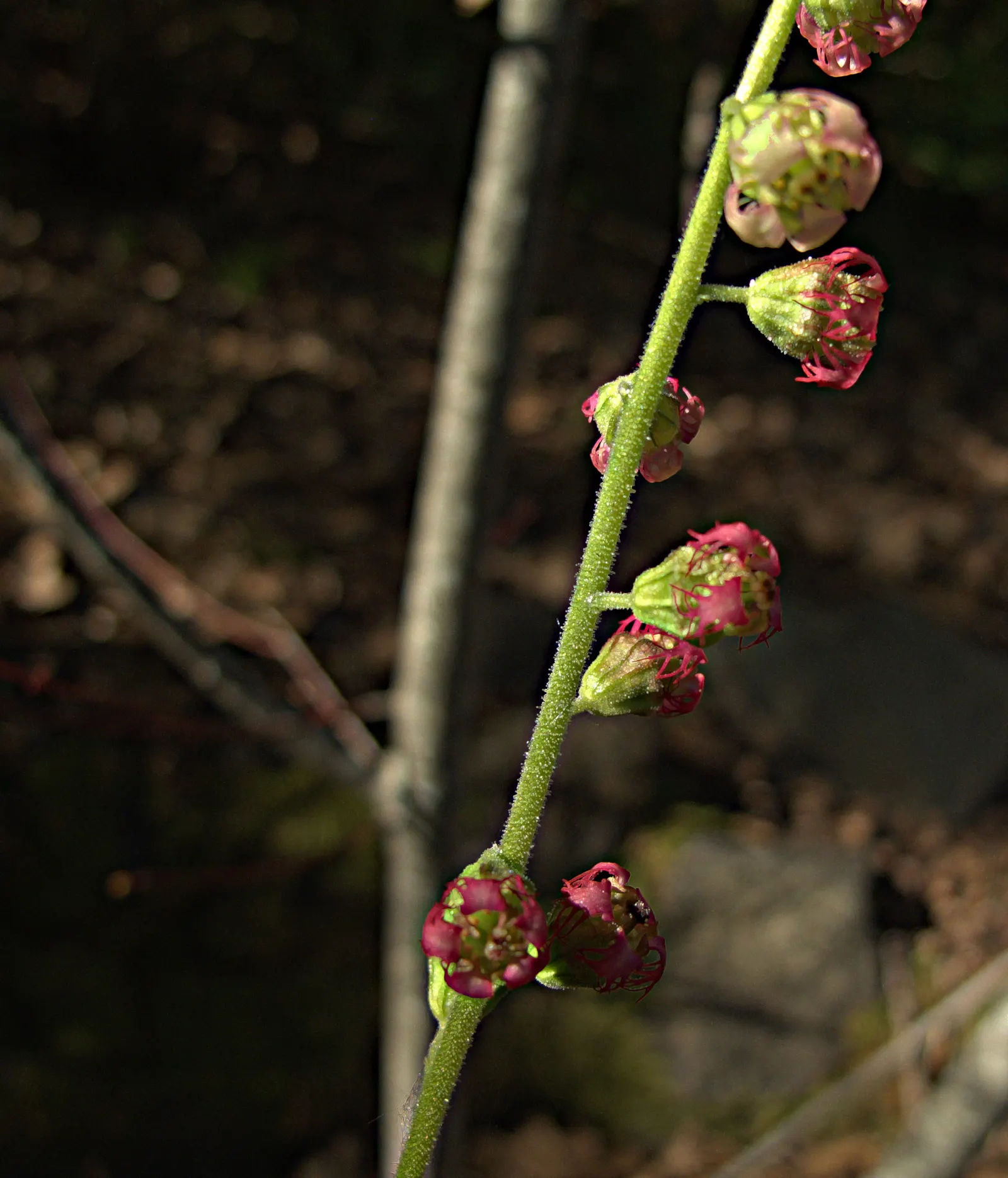 Fringe Cups (Tellima Grandiflora) — It thrives in USDA zones 4-9, preferring moist, well-drained soil in partial to full shade
