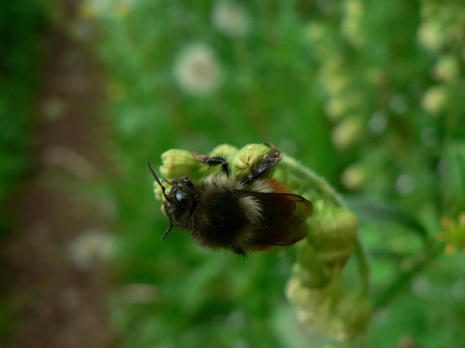 Fringe Cups (Tellima Grandiflora) — it thrives in USDA hardiness zones 3 to 9; adaptable to a variety of conditions