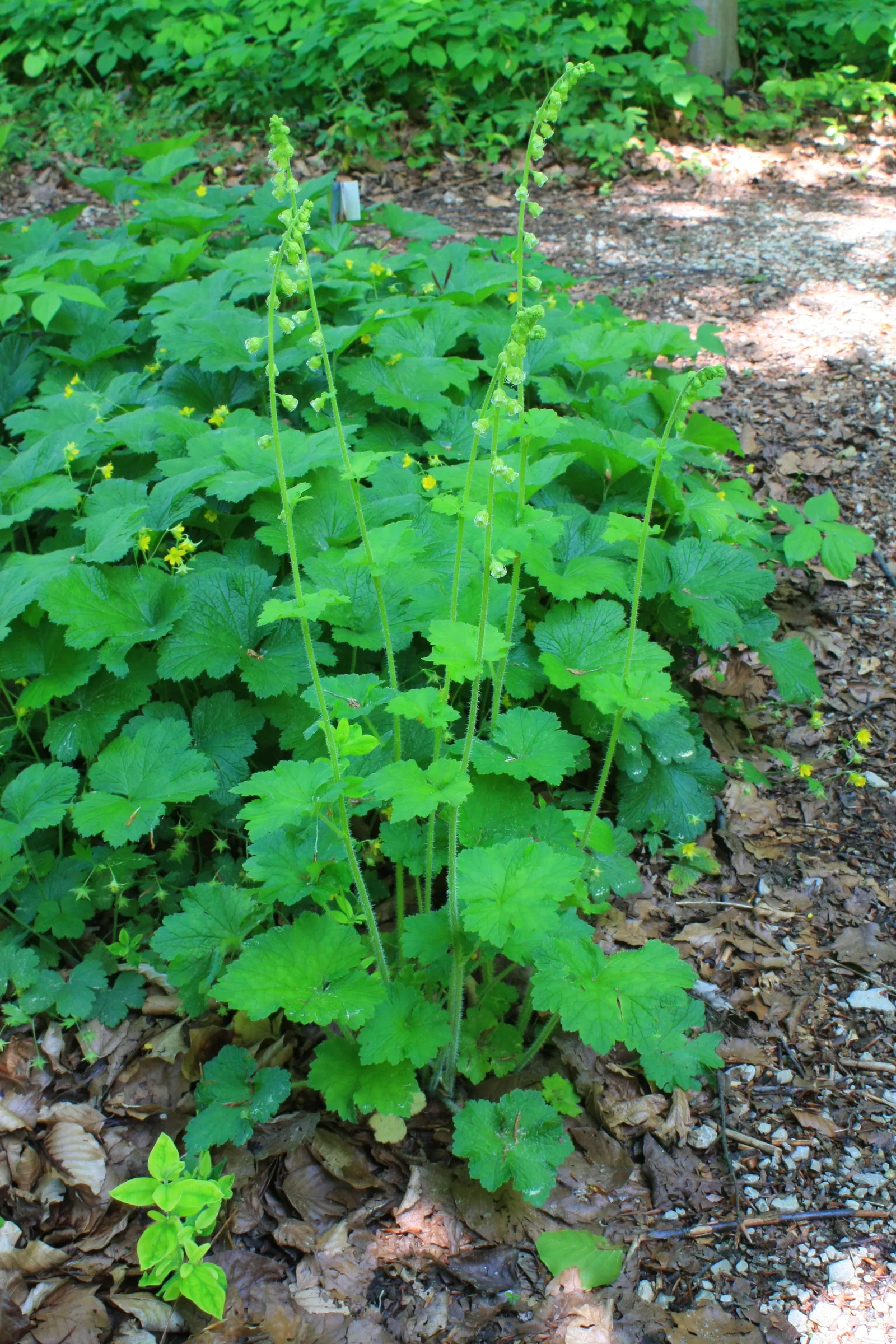Fringe Cups (Tellima Grandiflora) — ground cover / perennial for half or shade