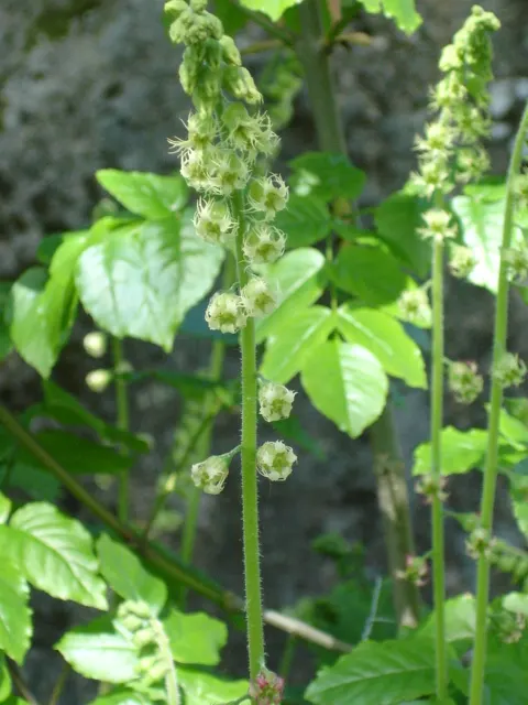 Fringe Cups (Tellima Grandiflora) — Fringe Cups features flower stalks that rise above the foliage to a height of 12 to 30 inches