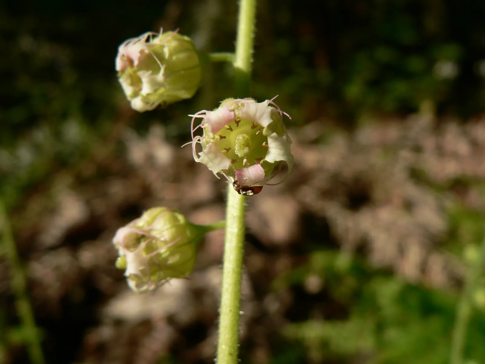 Fringe Cups (Tellima Grandiflora) — It thrives in USDA zones 4-9, preferring moist, well-drained soil in partial to full shade; commonly known as, image 57