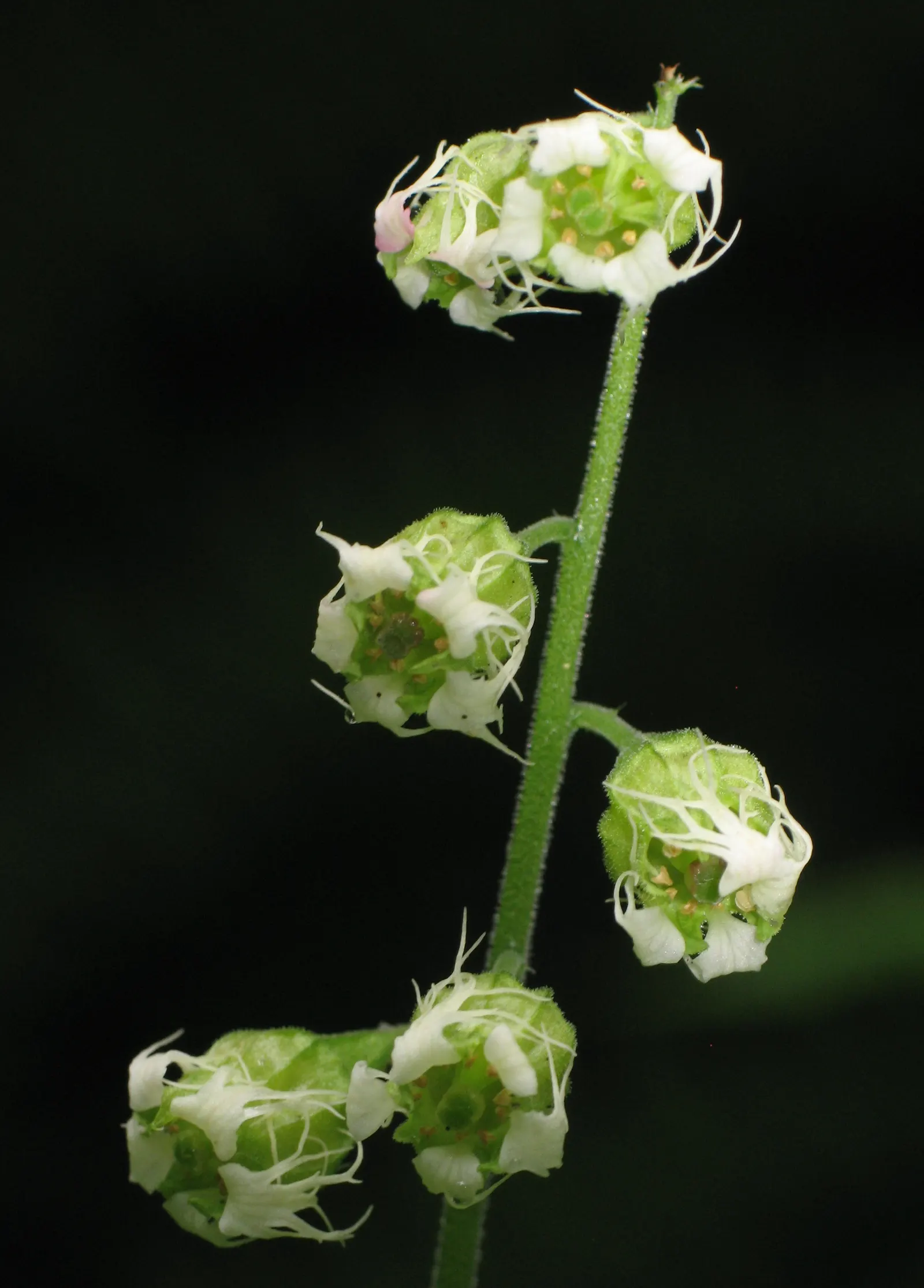 Fringe Cups (Tellima Grandiflora) — Tellima grandiflora, commonly called Fringe Cups, is a shade-loving perennial native to the western US