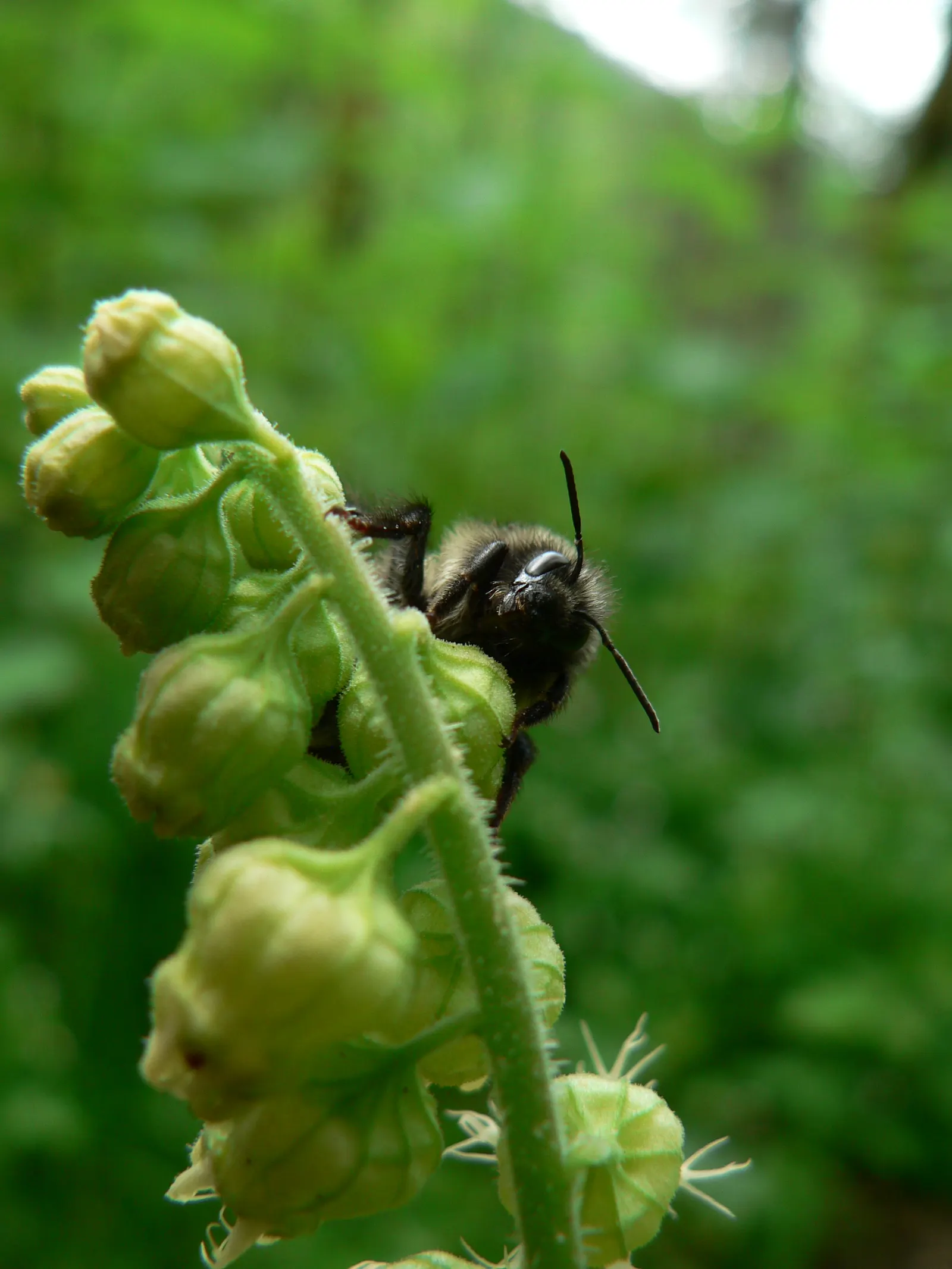 Fringe Cups (Tellima Grandiflora) — commonly known as Fringe Cups; with a texture reminiscent of its relative