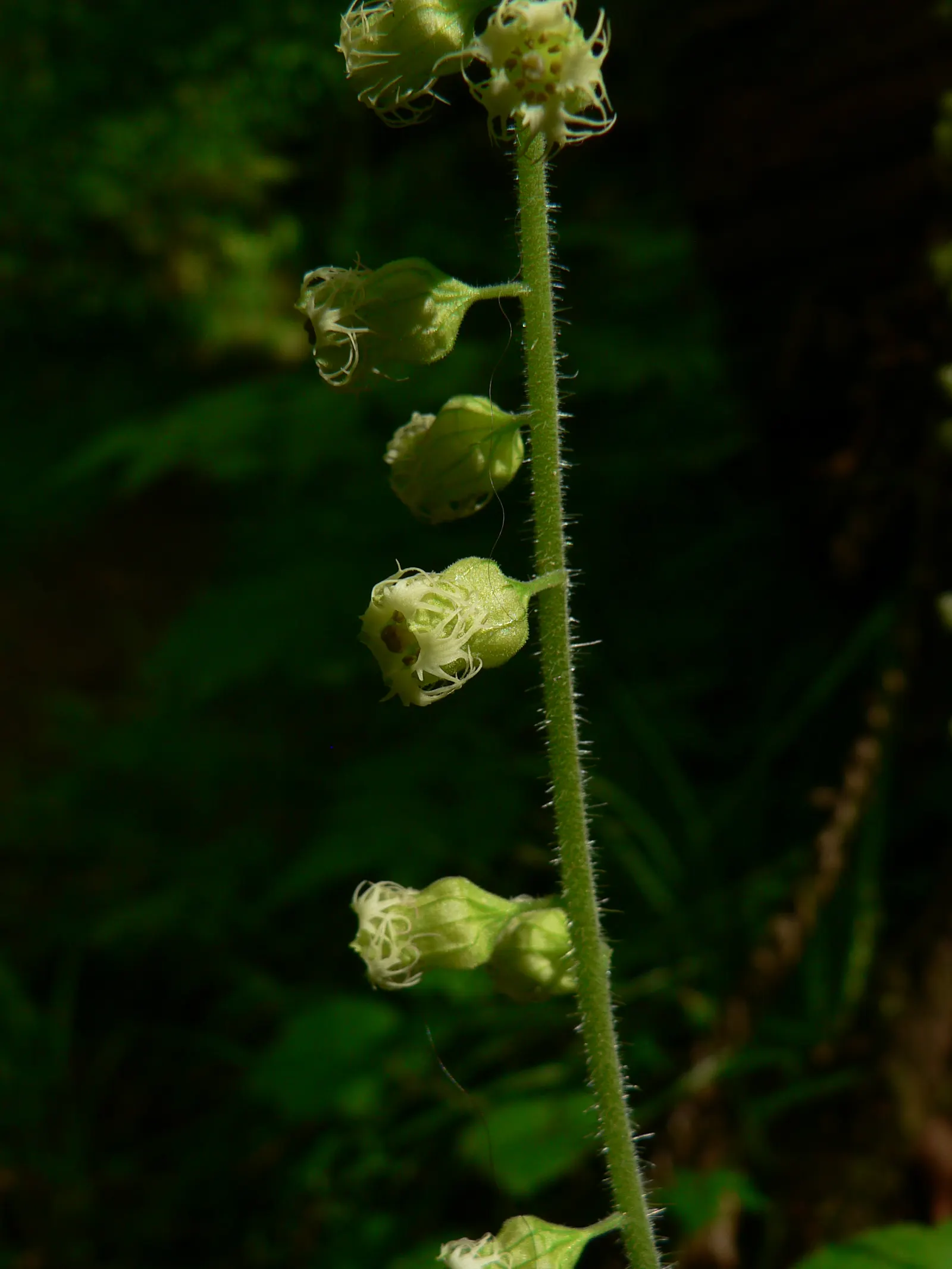 Fringe Cups (Tellima Grandiflora) — to your garden.<br><br>Preferring partially shaded spots with rich; ground cover / perennial for half or shade, image 71