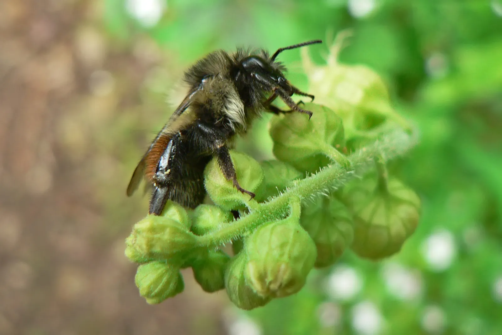 Fringe Cups (Tellima Grandiflora) — These blooms also attract beneficial pollinators; to your garden.<br><br>Preferring partially shaded spots with rich