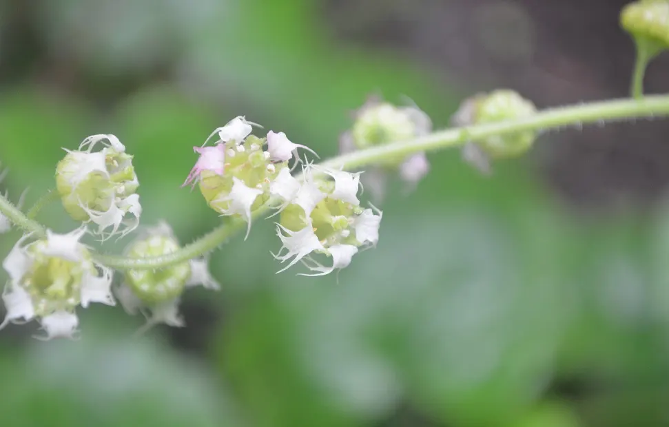Fringe Cups (Tellima Grandiflora) — the Heuchera.<br><br>From late spring into early summer; adds an understated charm that's visually appealing without
