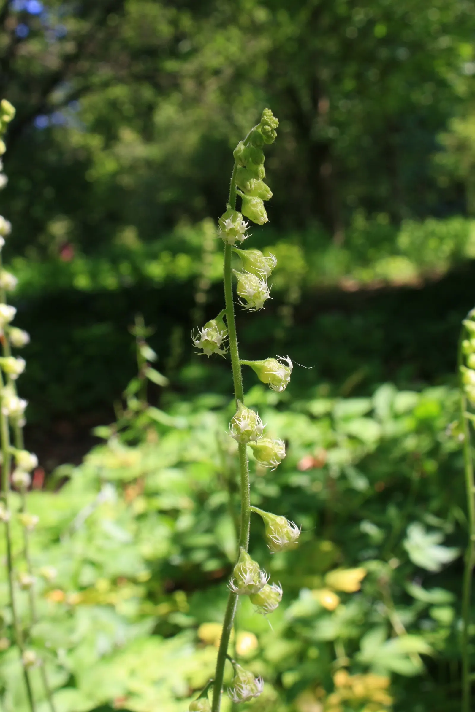 Fringe Cups (Tellima Grandiflora) — blooming from late spring to early summer; these blooms also attract beneficial pollinators