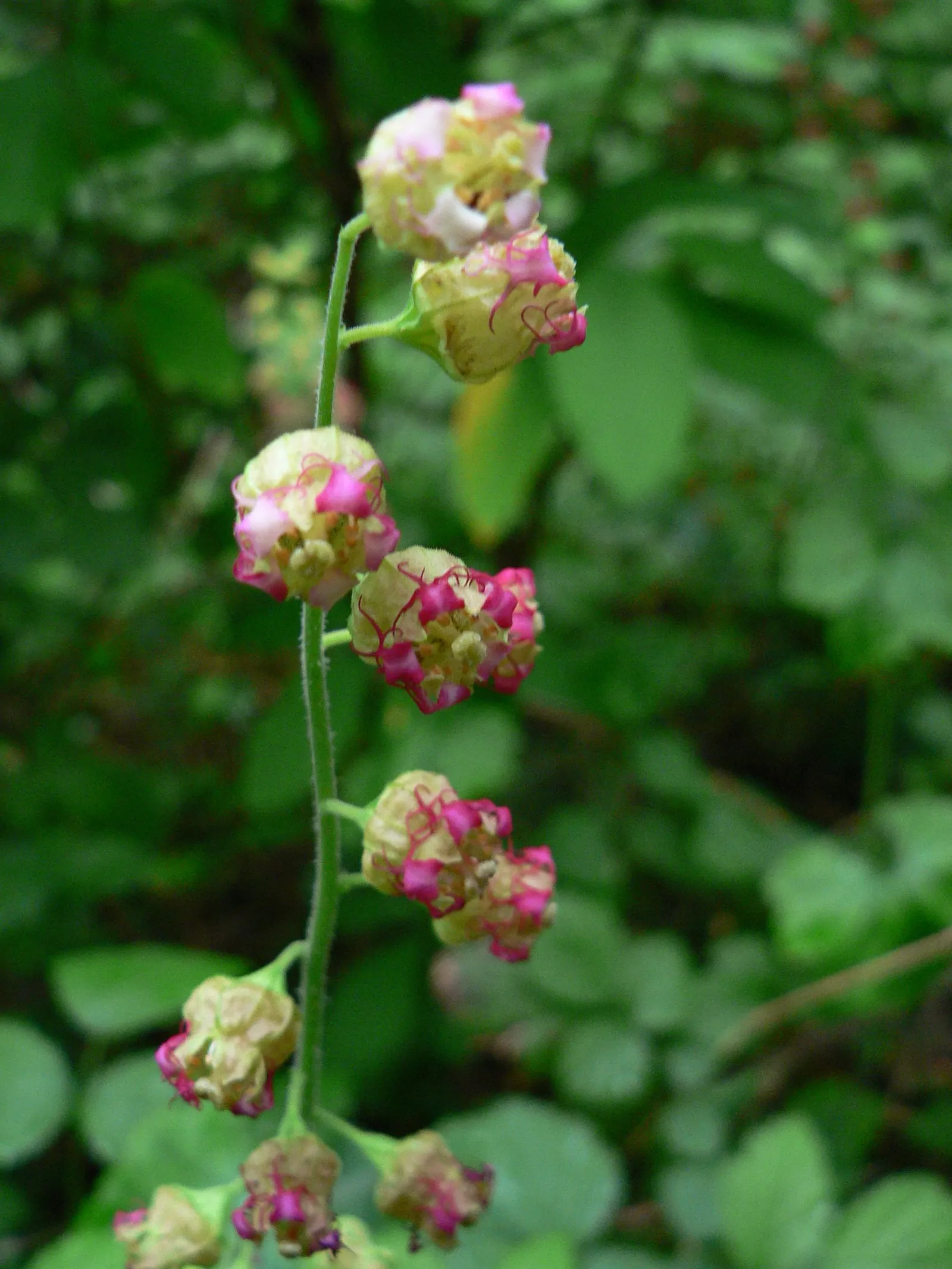 Fringe Cups (Tellima Grandiflora) — With moderate moisture, it will spread slowly, forming unobtrusive colonies; the Heuchera.<br><br>From late spring into
