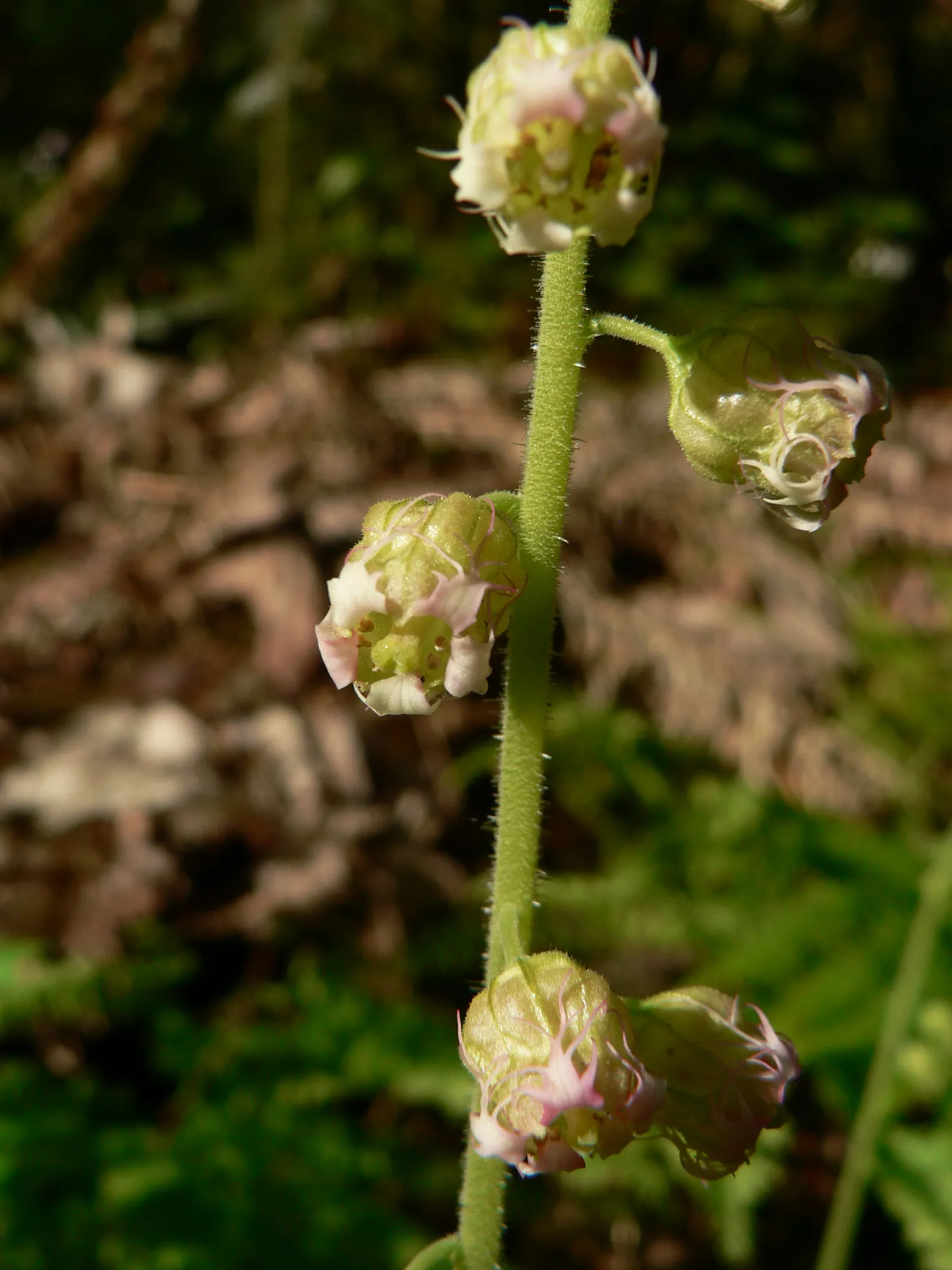 Fringe Cups (Tellima Grandiflora) — to your garden.<br><br>Preferring partially shaded spots with rich; ground cover / perennial for half or shade