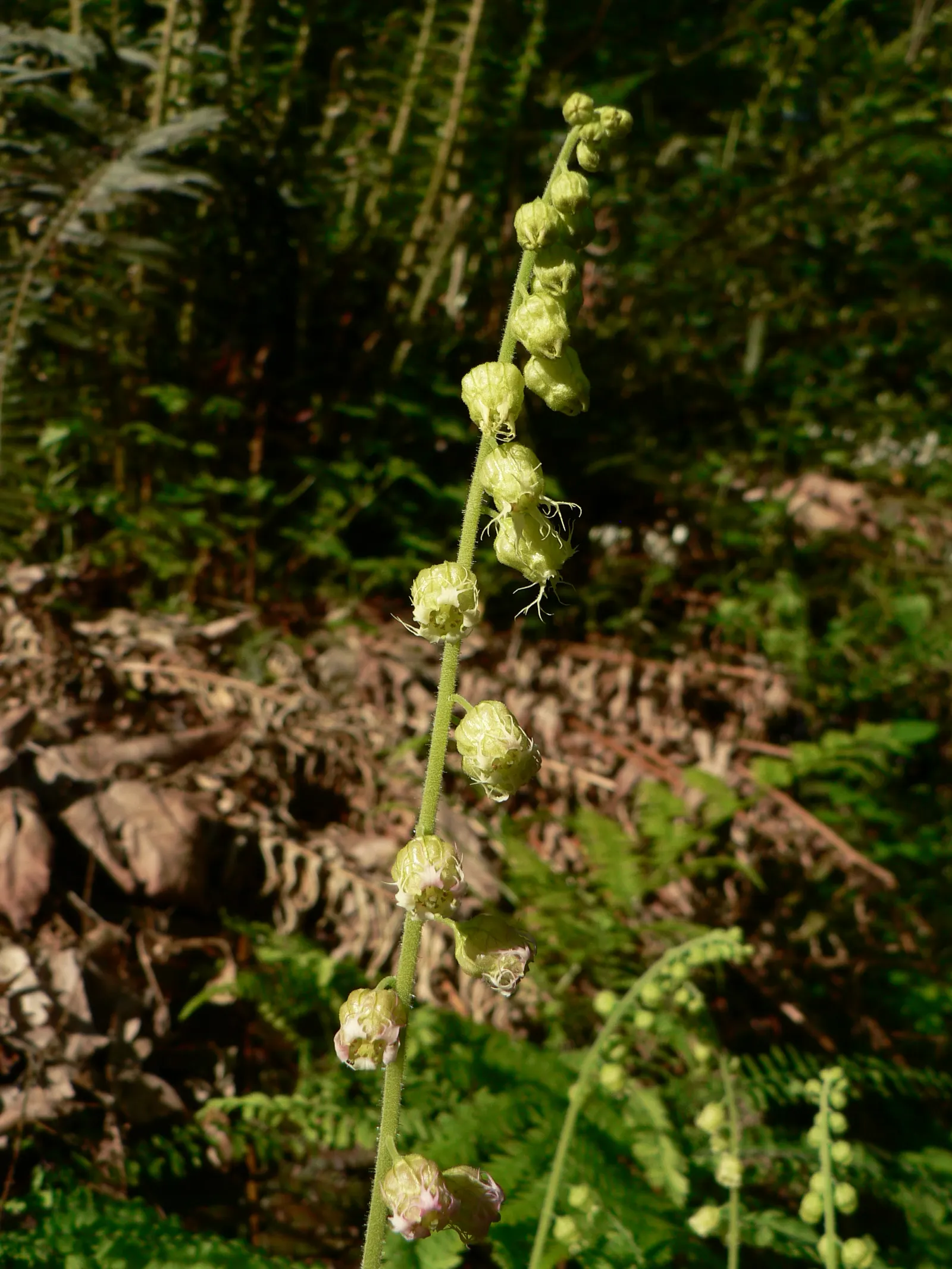 Fringe Cups (Tellima Grandiflora) — fringed flowers in delicate cream to pale green hues; the foliage presents a basal rosette of heart-shaped, image 54