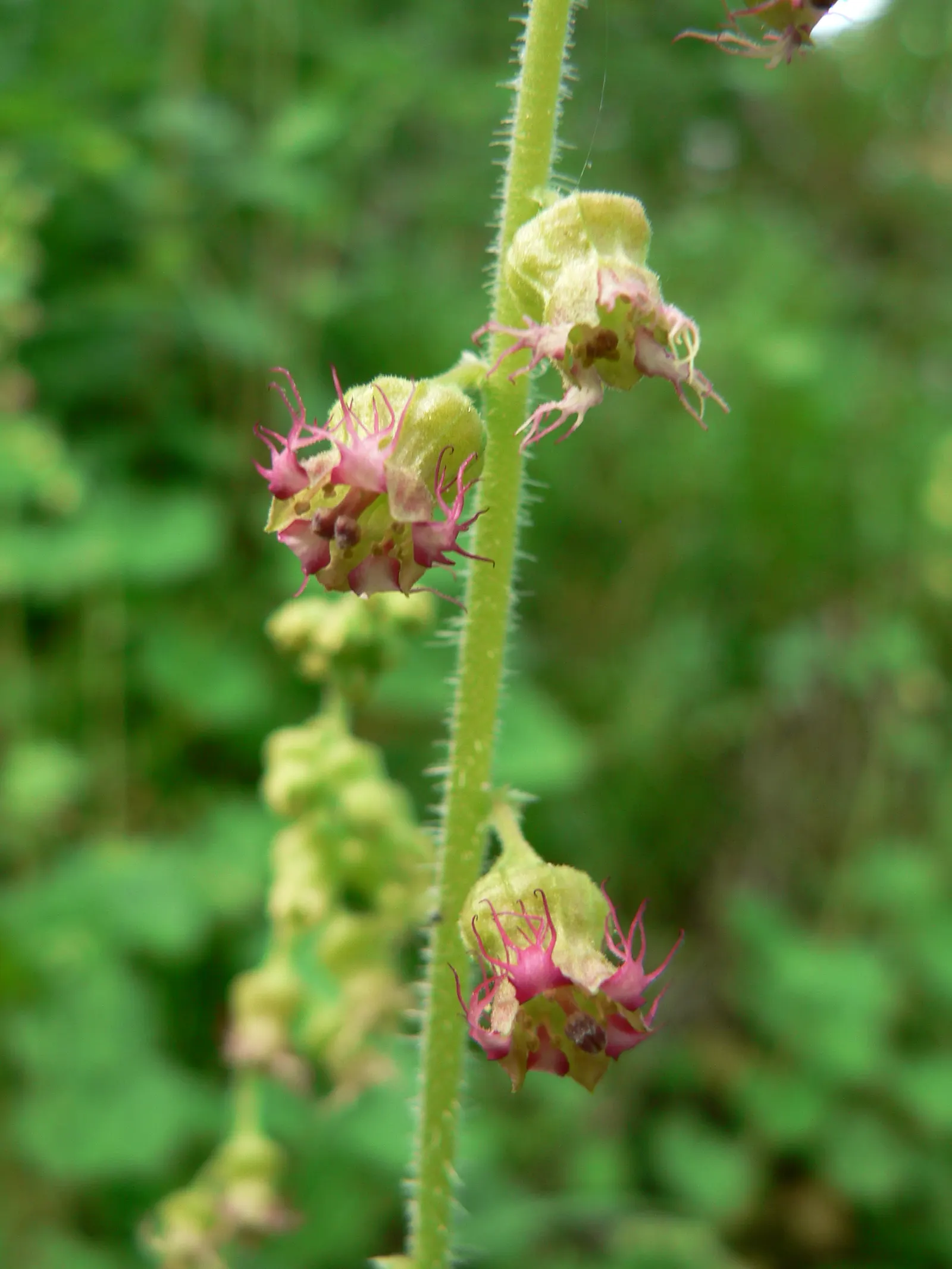 Fringe Cups (Tellima Grandiflora) — This hardy plant reaches 1-3 feet in height and spreads up to 1 foot, offering a lush, groundcover effect; ground cover /