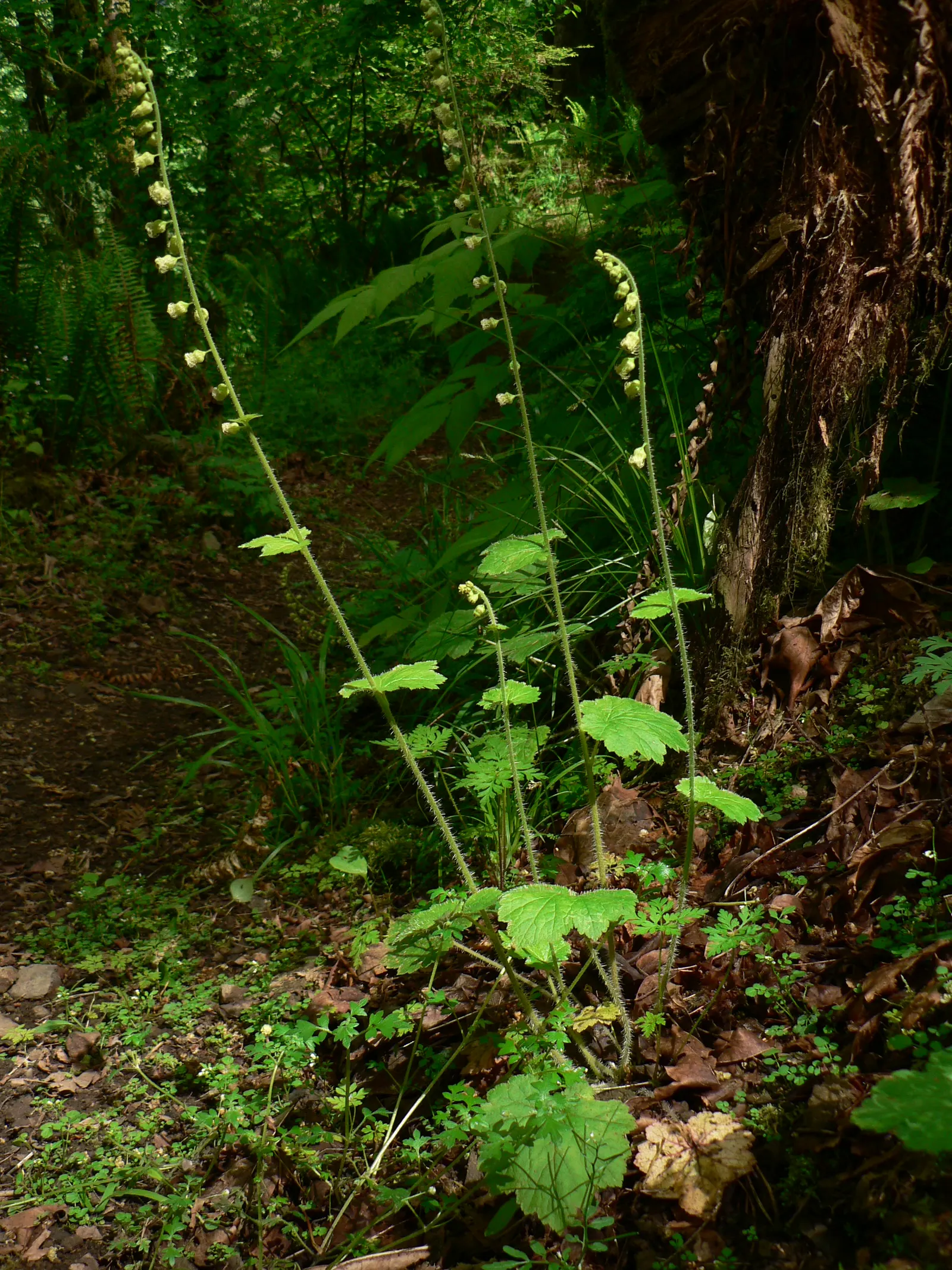 Fringe Cups (Tellima Grandiflora) — fringed flowers in delicate cream to pale green hues; the foliage presents a basal rosette of heart-shaped leaves