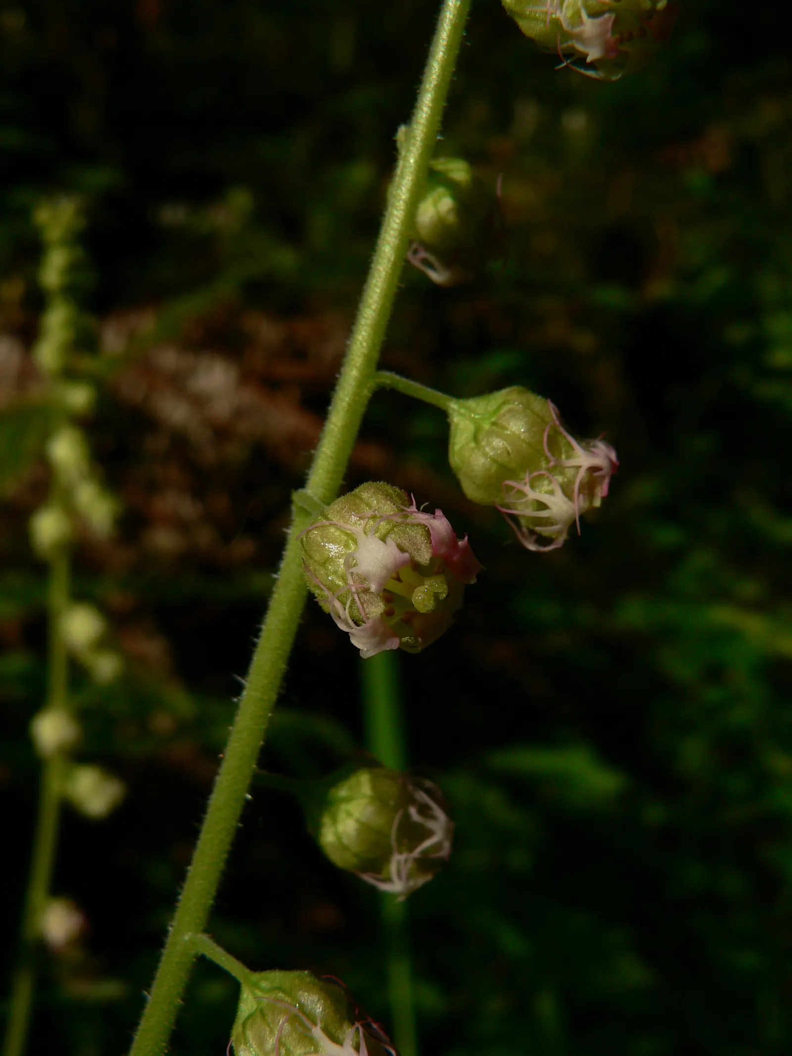 Fringe Cups (Tellima Grandiflora) — Fringe Cups features flower stalks that rise above the foliage to a height of 12 to 30 inches; green and pink flowers in