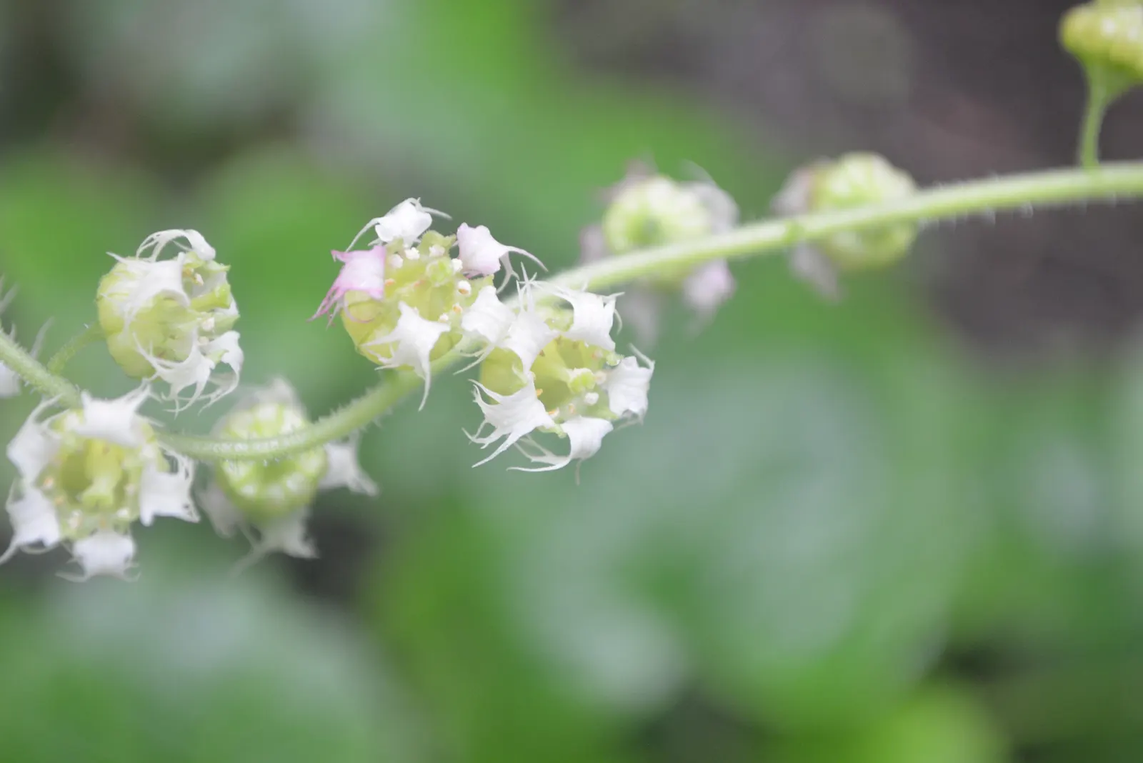 Fringe Cups (Tellima Grandiflora) — adds an understated charm that's visually appealing without overpowering companion plants