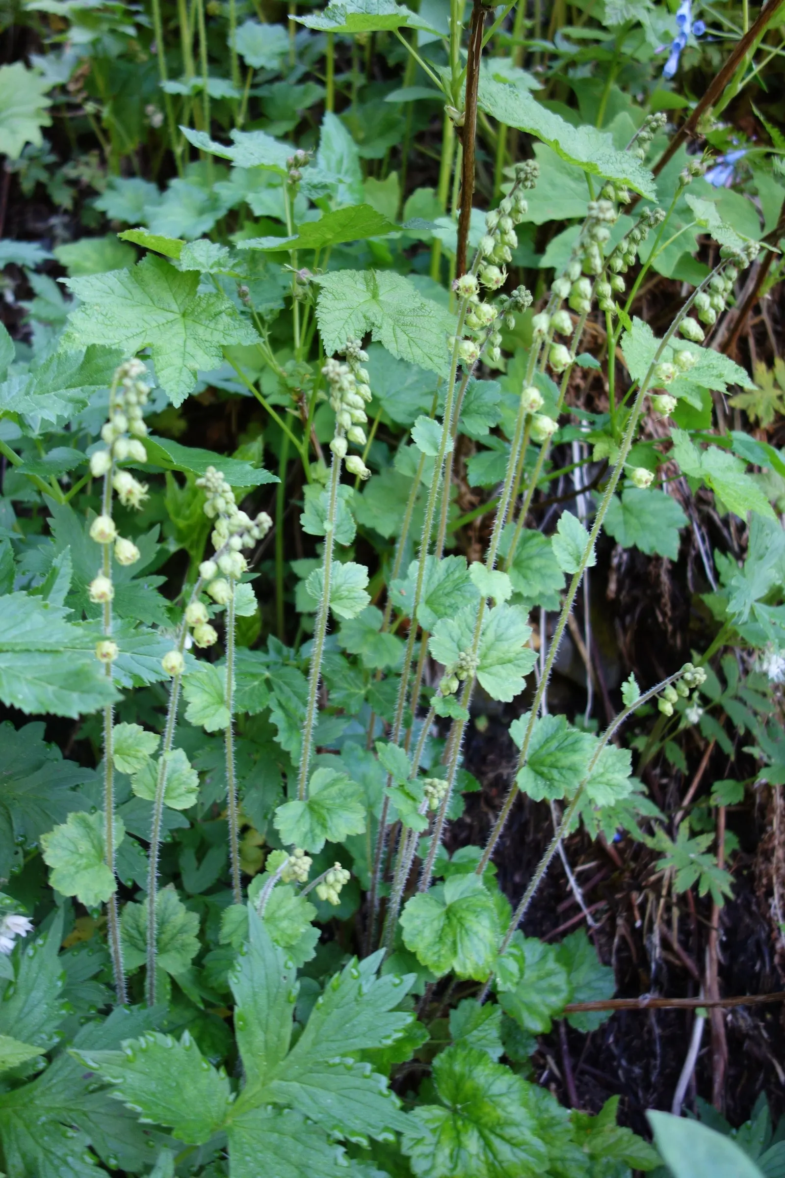 Fringe Cups (Tellima Grandiflora) — ground cover / perennial for half or shade; its resilience and demure beauty make it an asset to any landscape intent on a