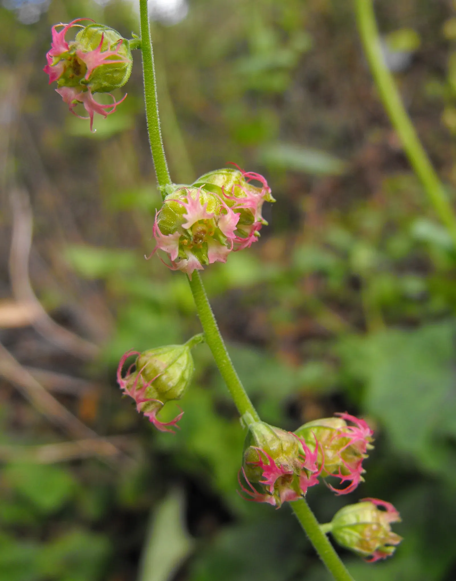 Fringe Cups (Tellima Grandiflora) — Its resilience and demure beauty make it an asset to any landscape intent on a natural yet curated aesthetic