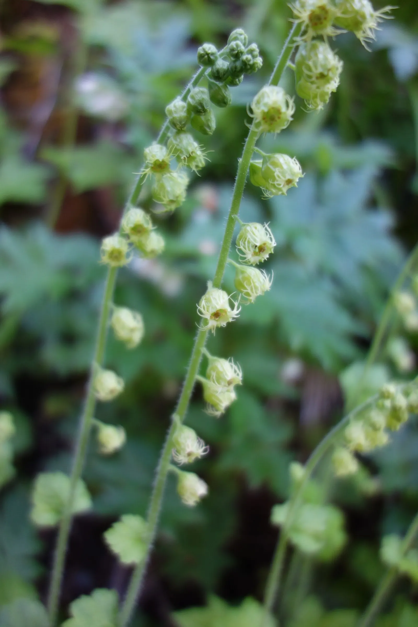 Fringe Cups (Tellima Grandiflora) — it thrives in USDA hardiness zones 3 to 9; adaptable to a variety of conditions, image 61