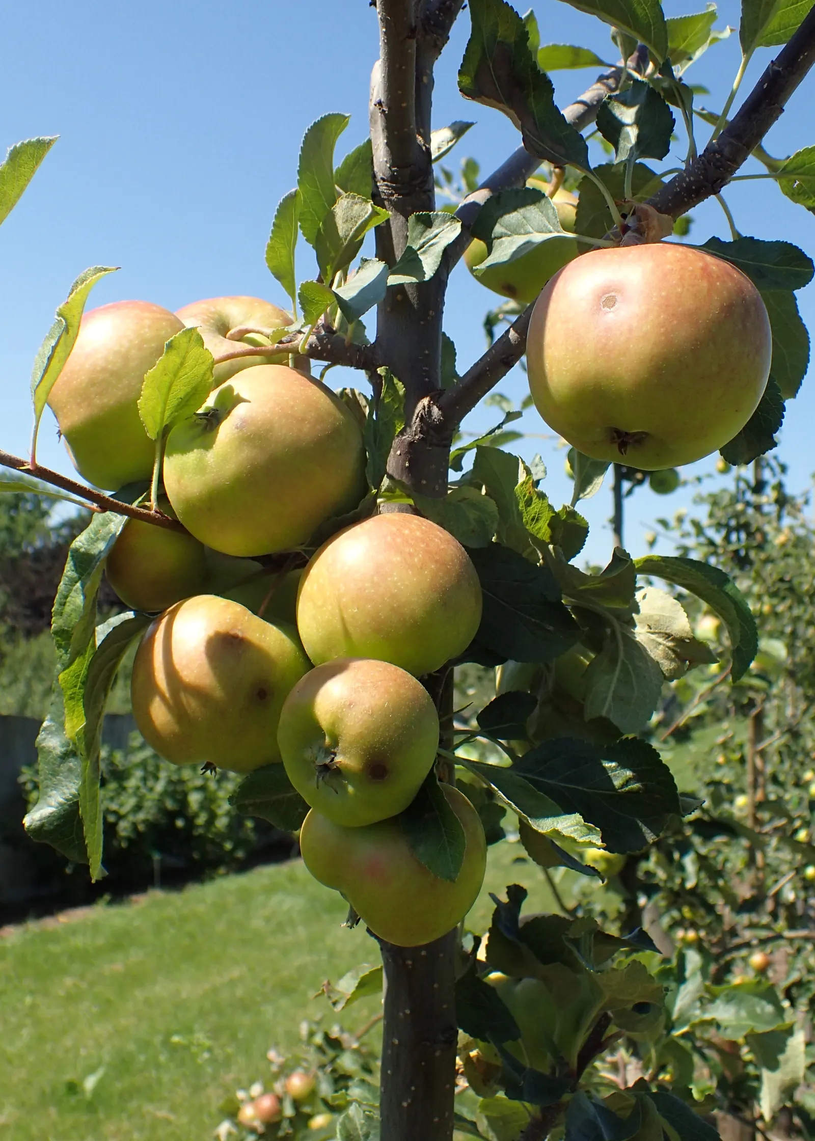 Gala Apple (Malus 'Gala') — botanically known as Malus 'Gala'