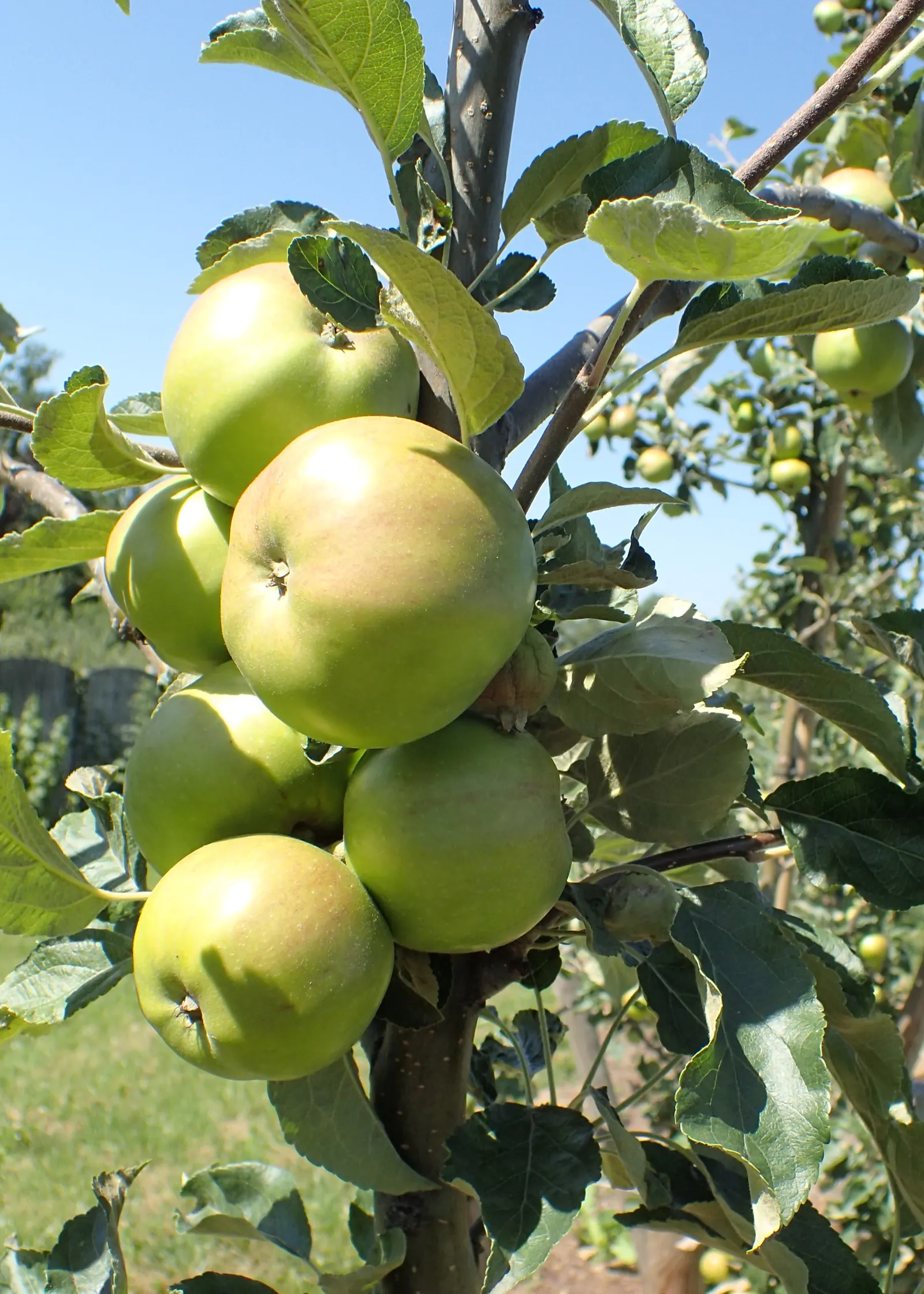 Gala Apple (Malus 'Gala') — making it suitable for a wide range of temperate climates.<br><br>As a landscape feature