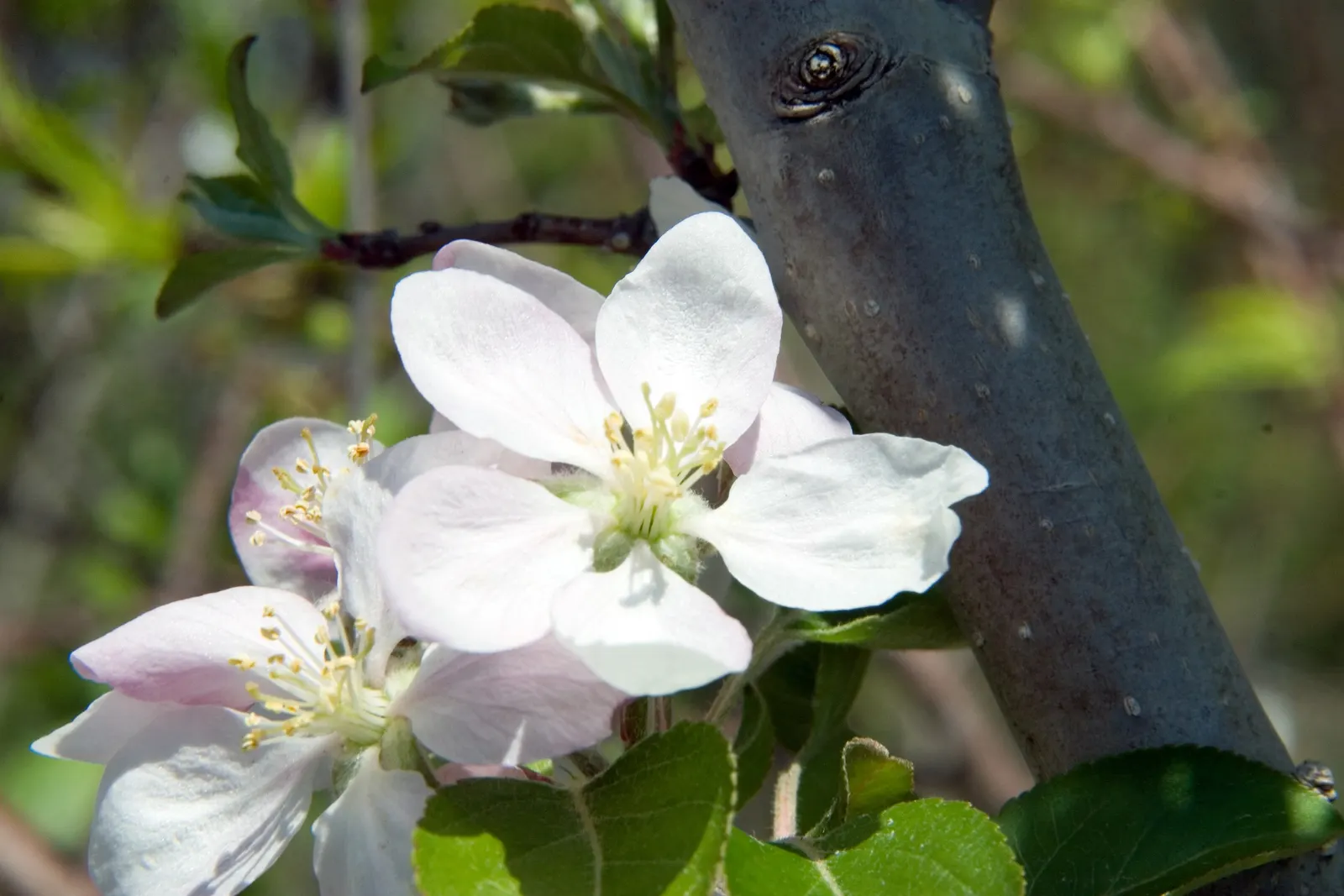 Gala Apple (Malus 'Gala') — is a delightful deciduous fruit tree cherished for its abundant and early fall harvest of sweet