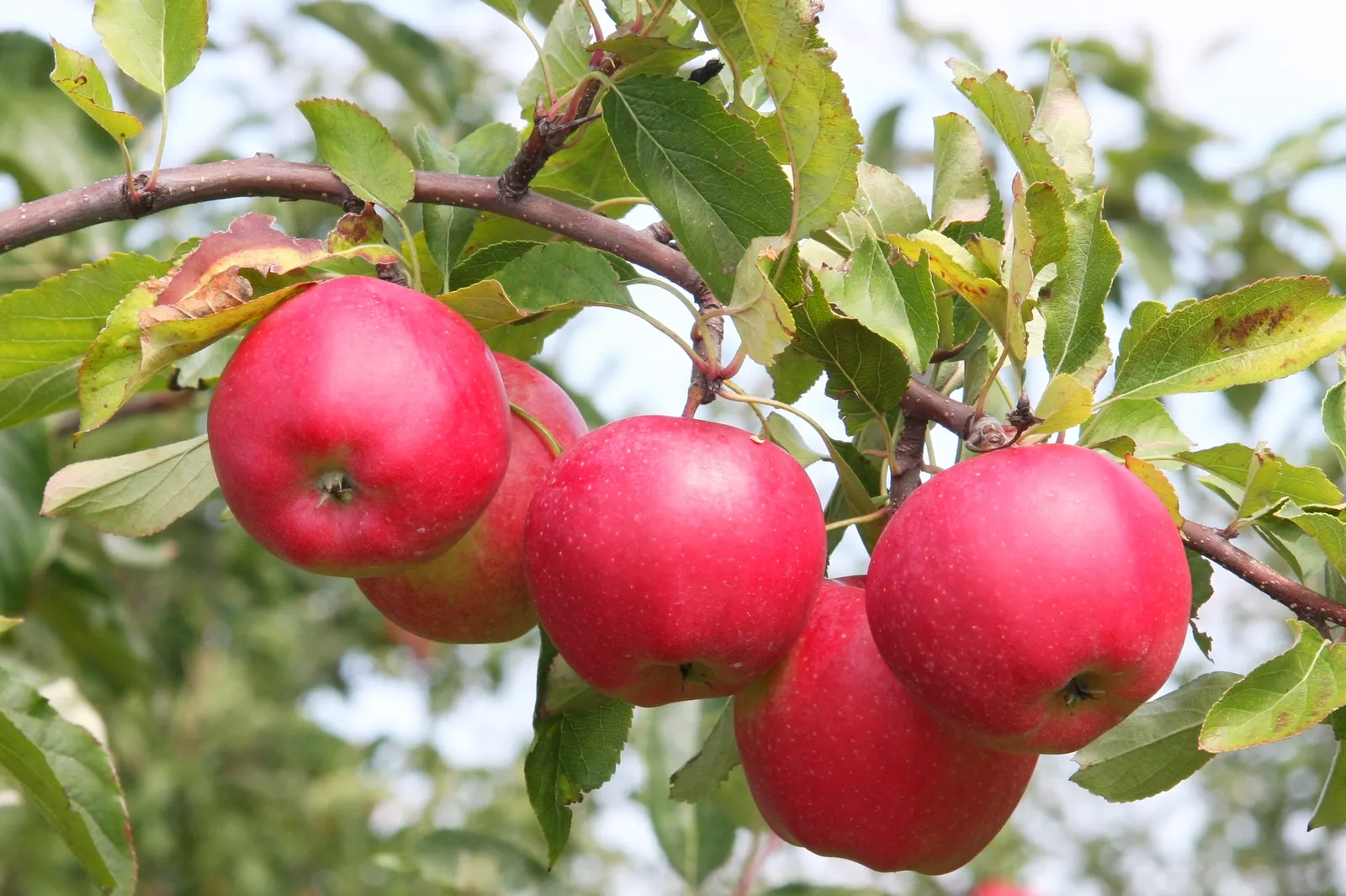 Gala Apple (Malus 'Gala') — Spring blossoms are white-pink, giving way to medium-sized, red-striped fruit by fall