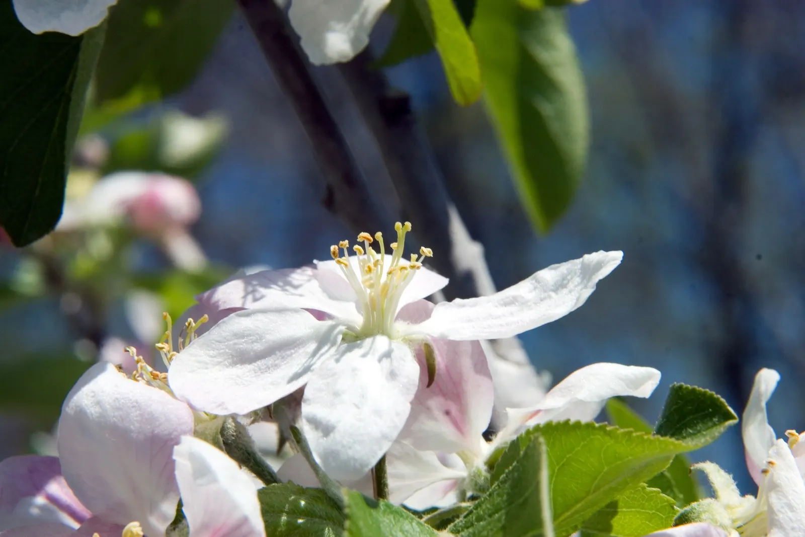 Gala Apple (Malus 'Gala') — It requires full sun and well-drained soil